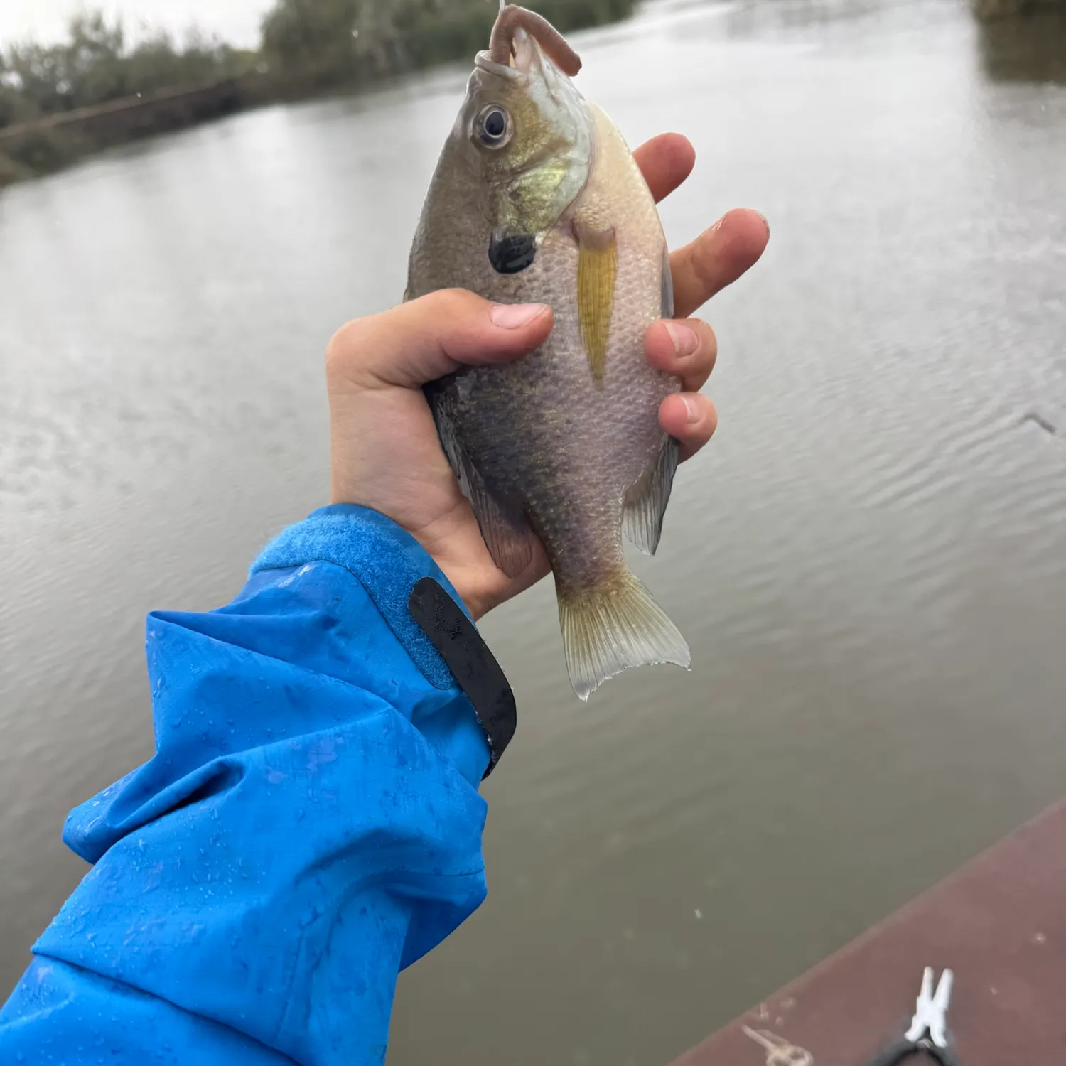 Green sunfish caught on Fishbrain