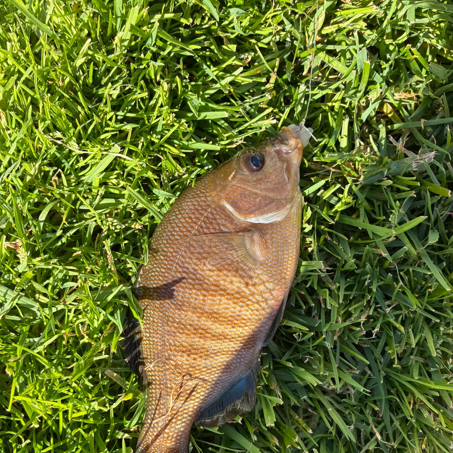 The most recent Black perch catches on Fishbrain
