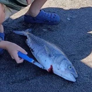 Eastern Australian salmon caught on Fishbrain