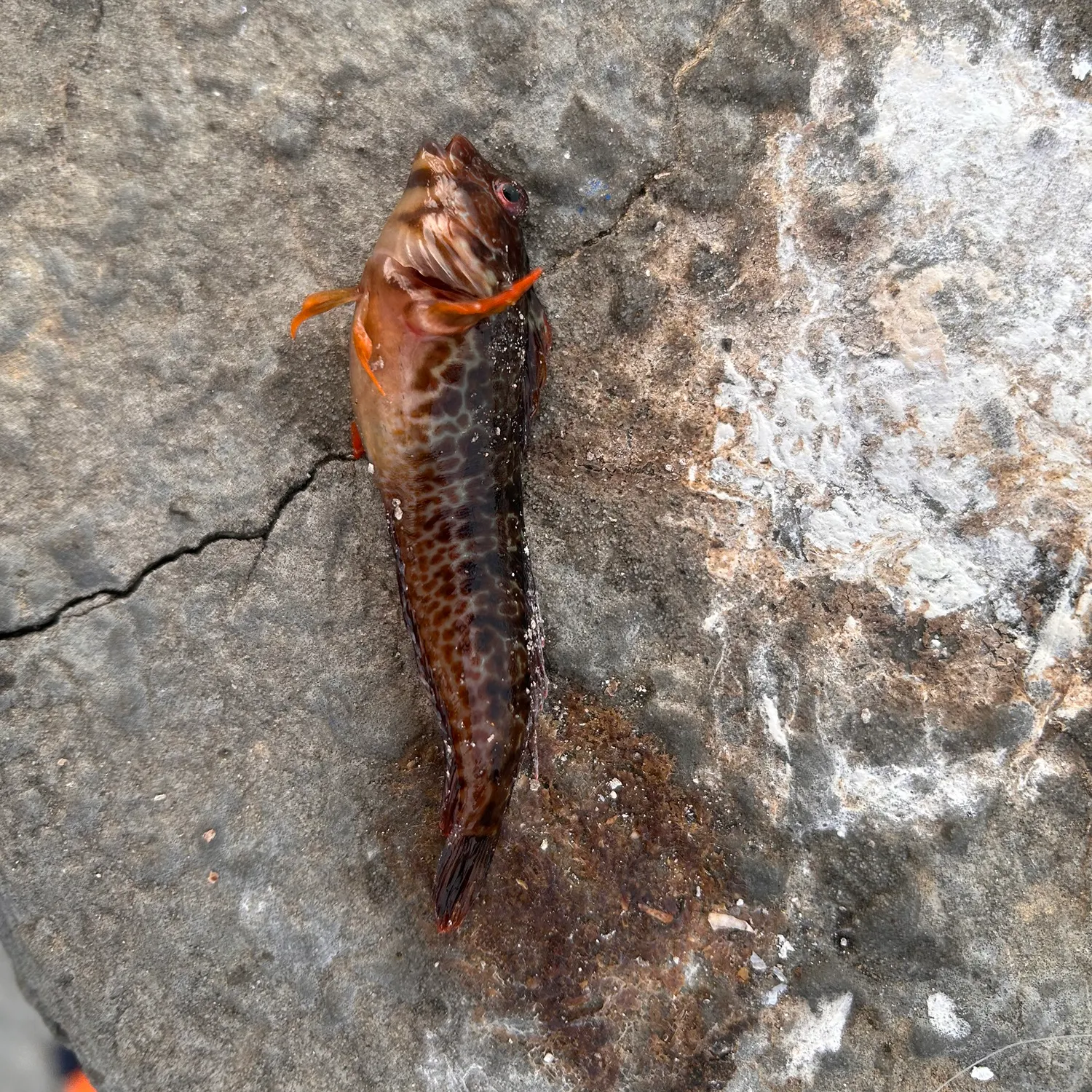 The most recent Tompot blenny catches on Fishbrain