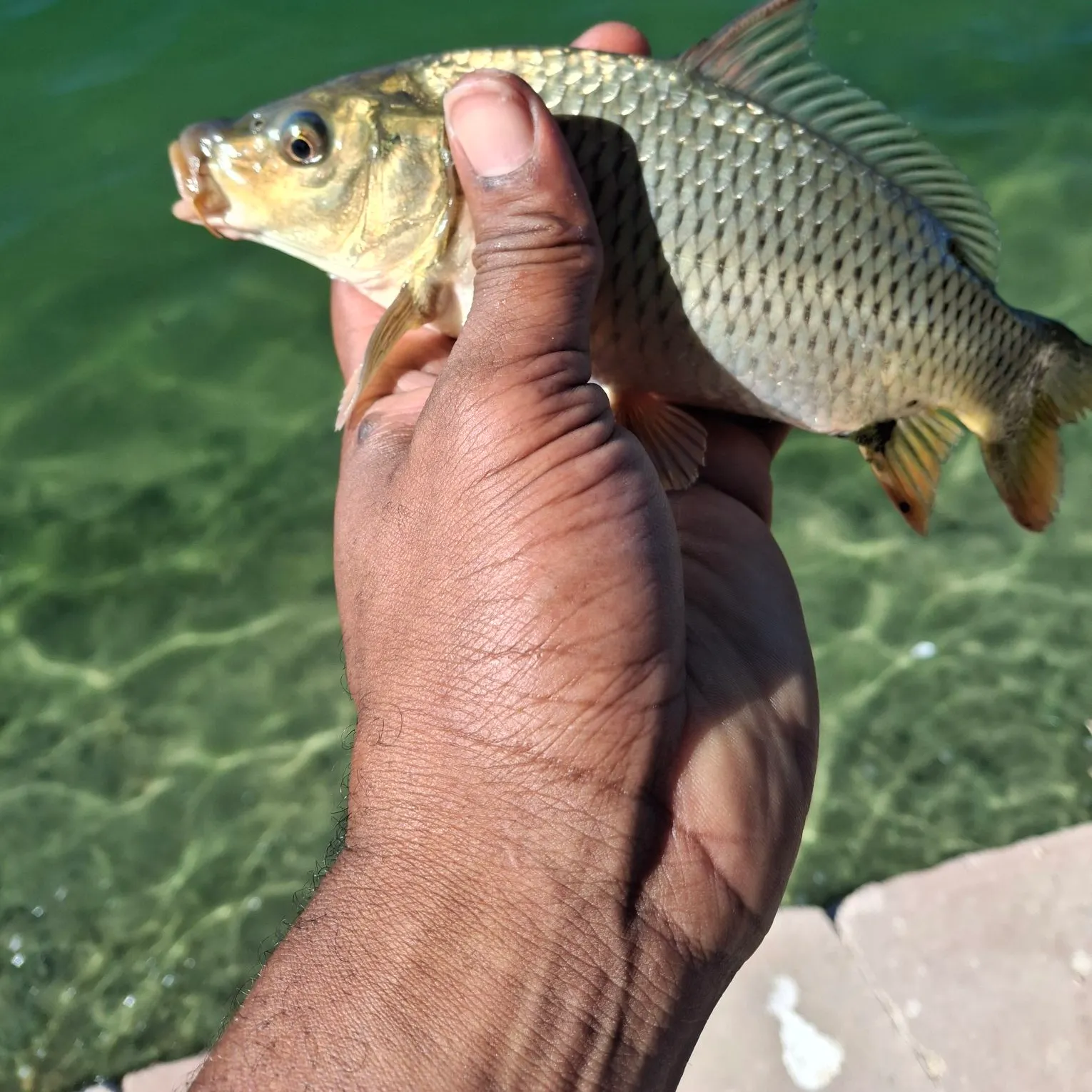 Common carp caught on Fishbrain