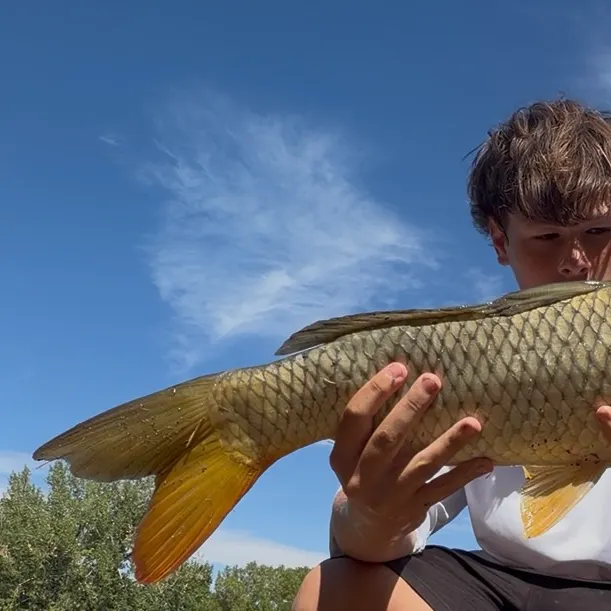 Common carp caught on Fishbrain