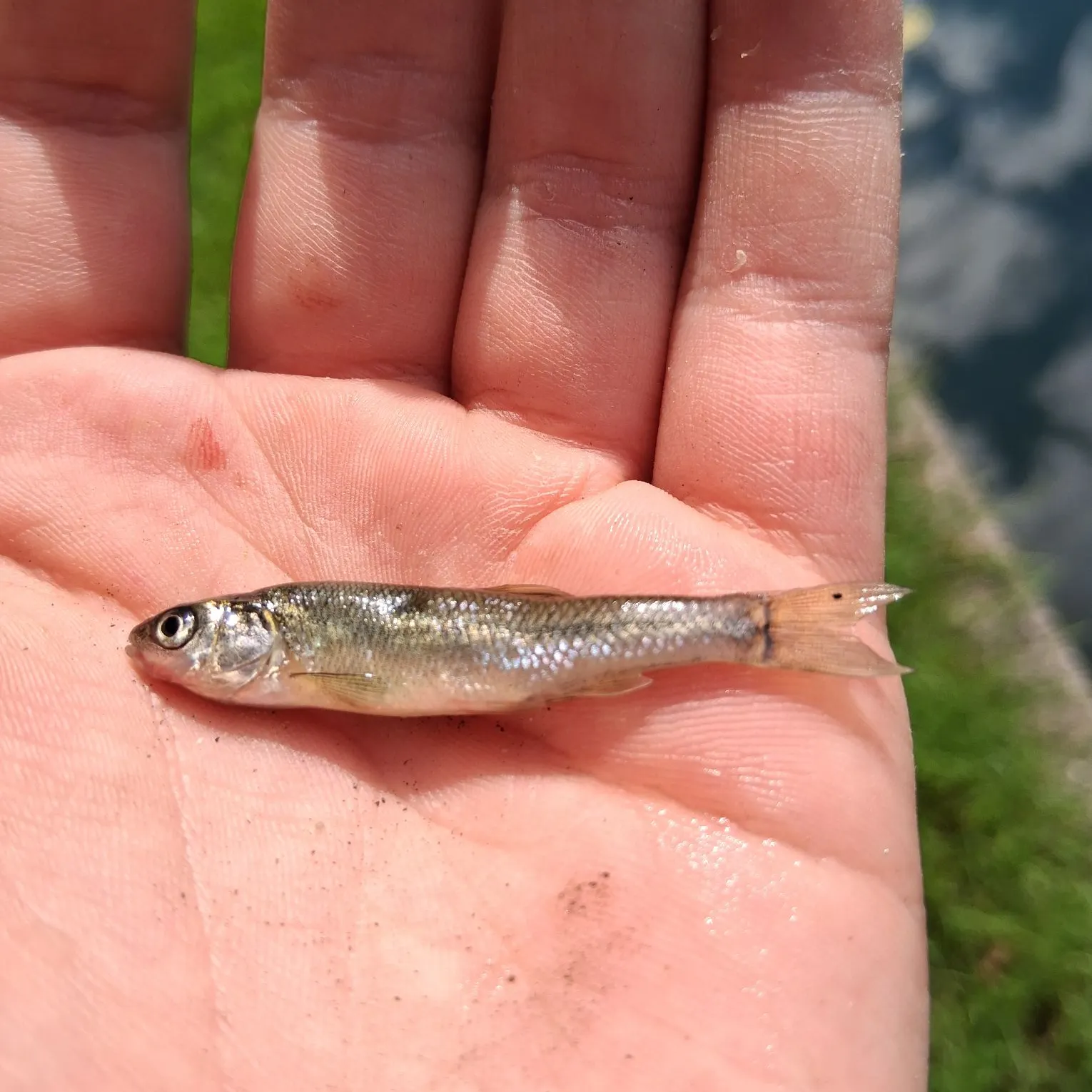 Creek chub caught on Fishbrain