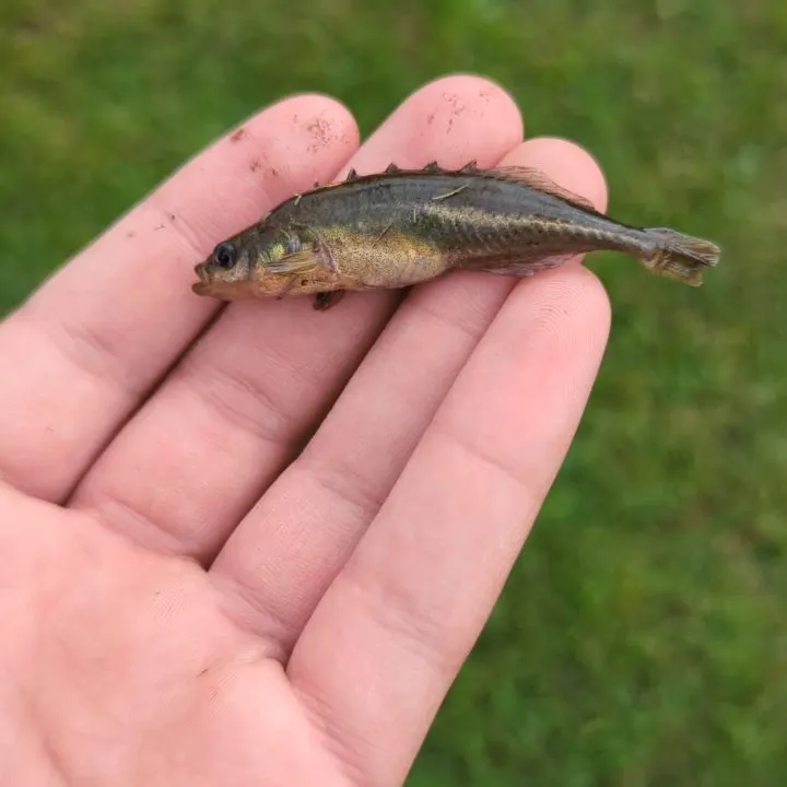 The most recent Brook stickleback catches on Fishbrain