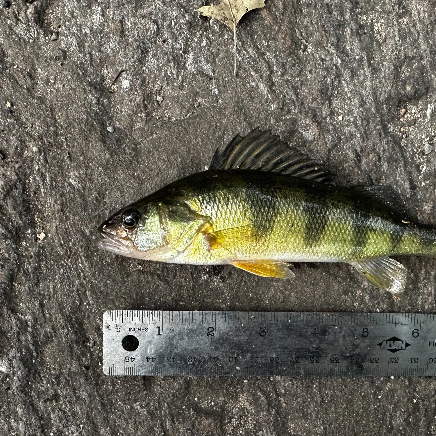 Yellow perch caught on Fishbrain