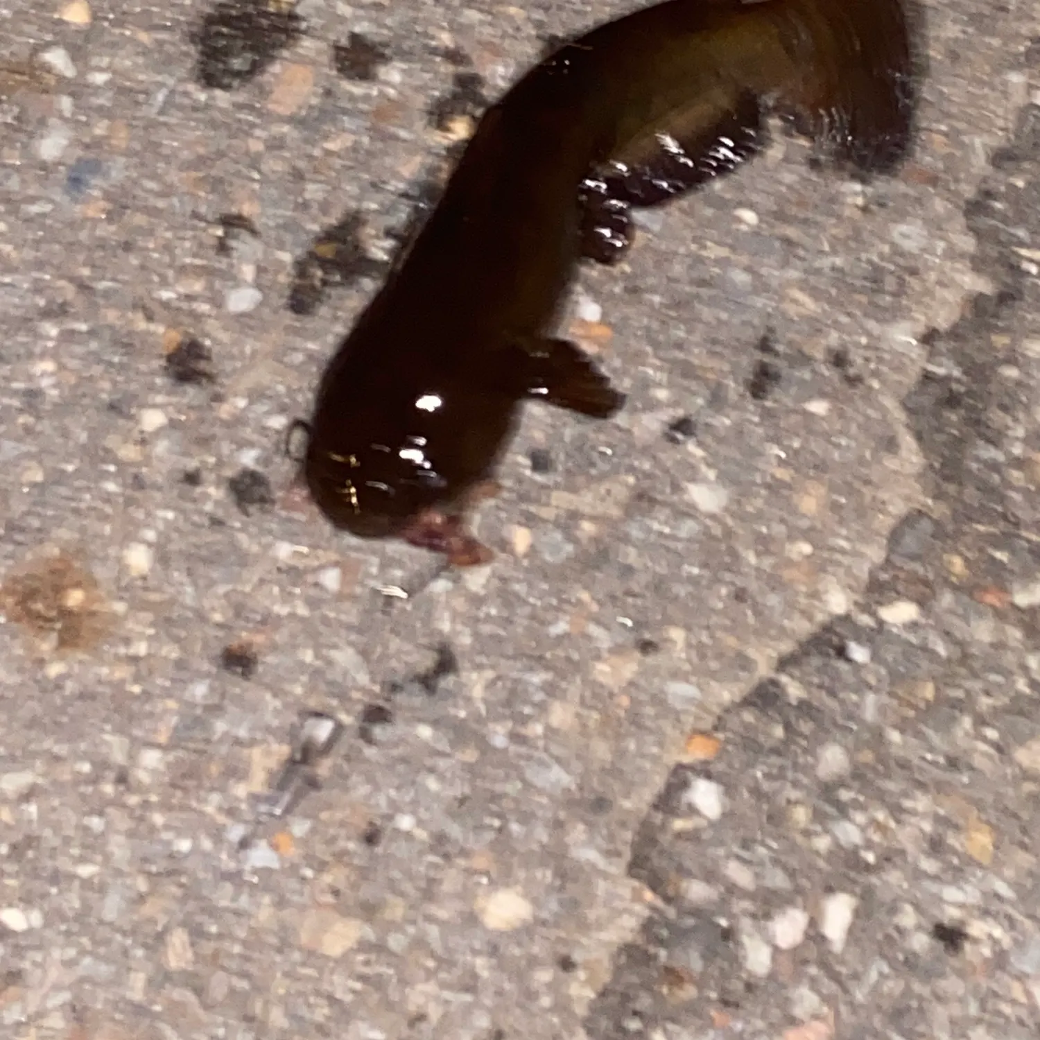 Yellow bullhead caught on Fishbrain