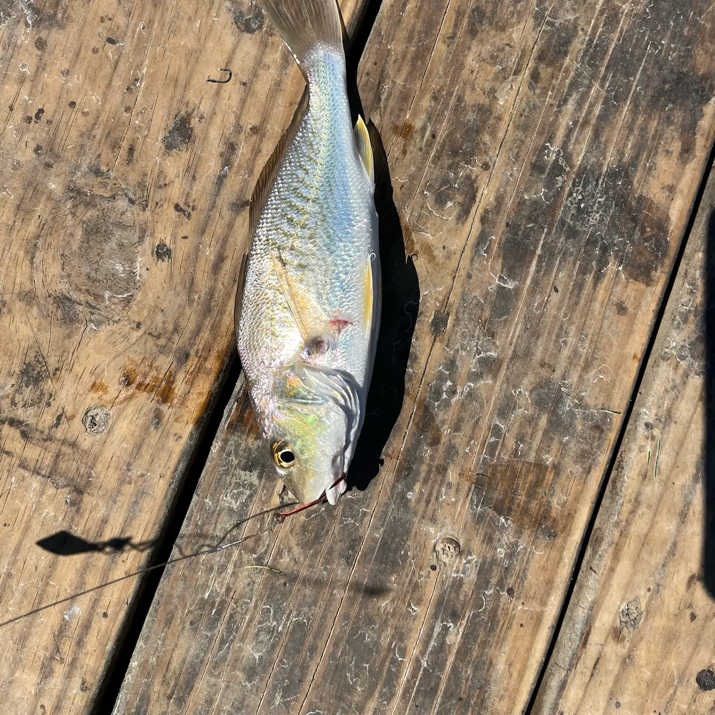 Atlantic croaker caught on Fishbrain