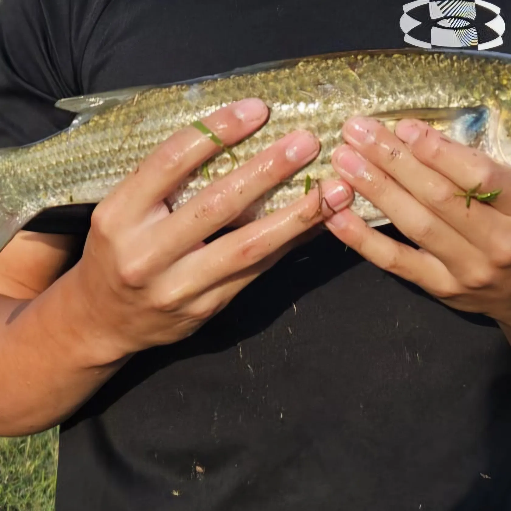 The most recent Thinlip grey mullet catches on Fishbrain