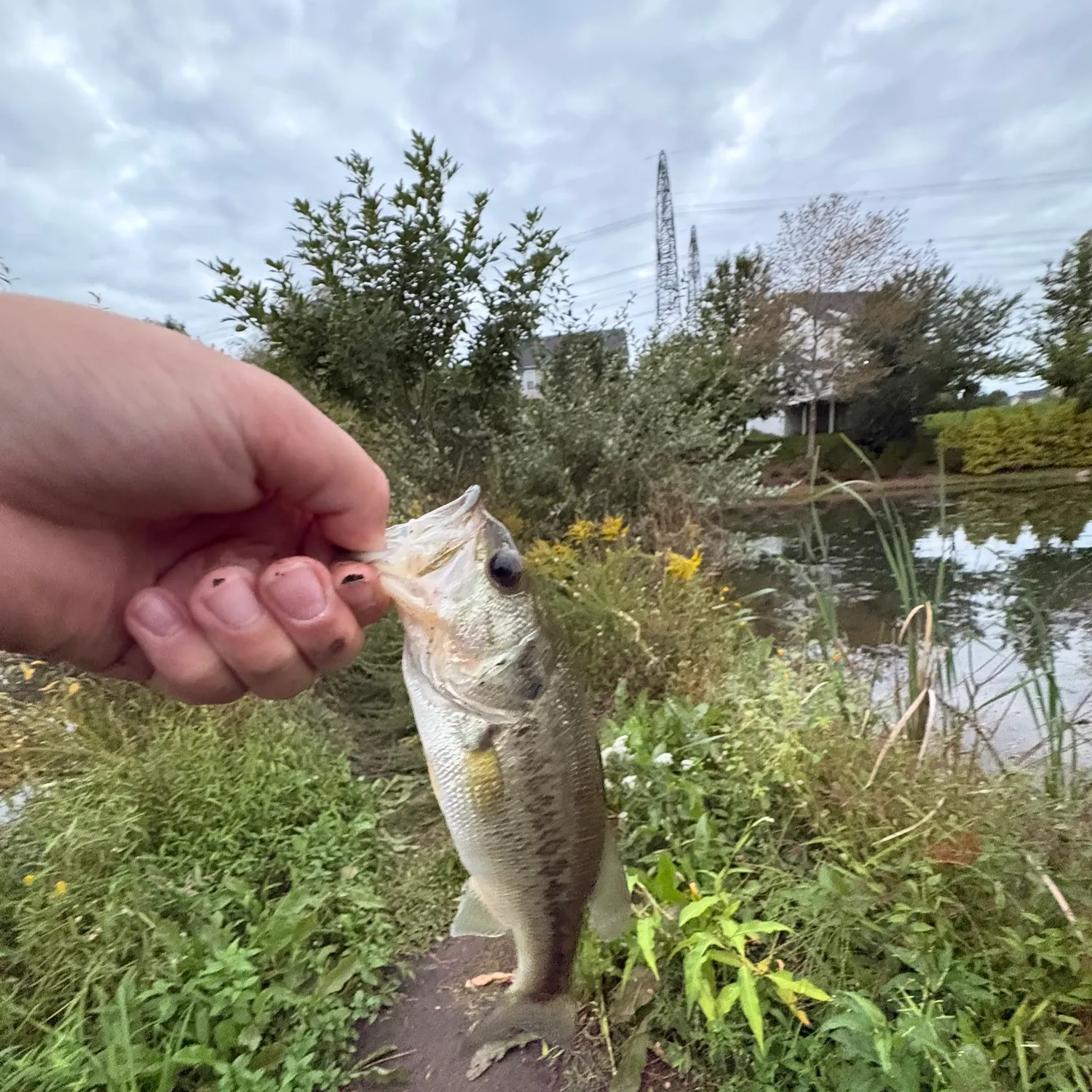 Fish caught on Fishbrain