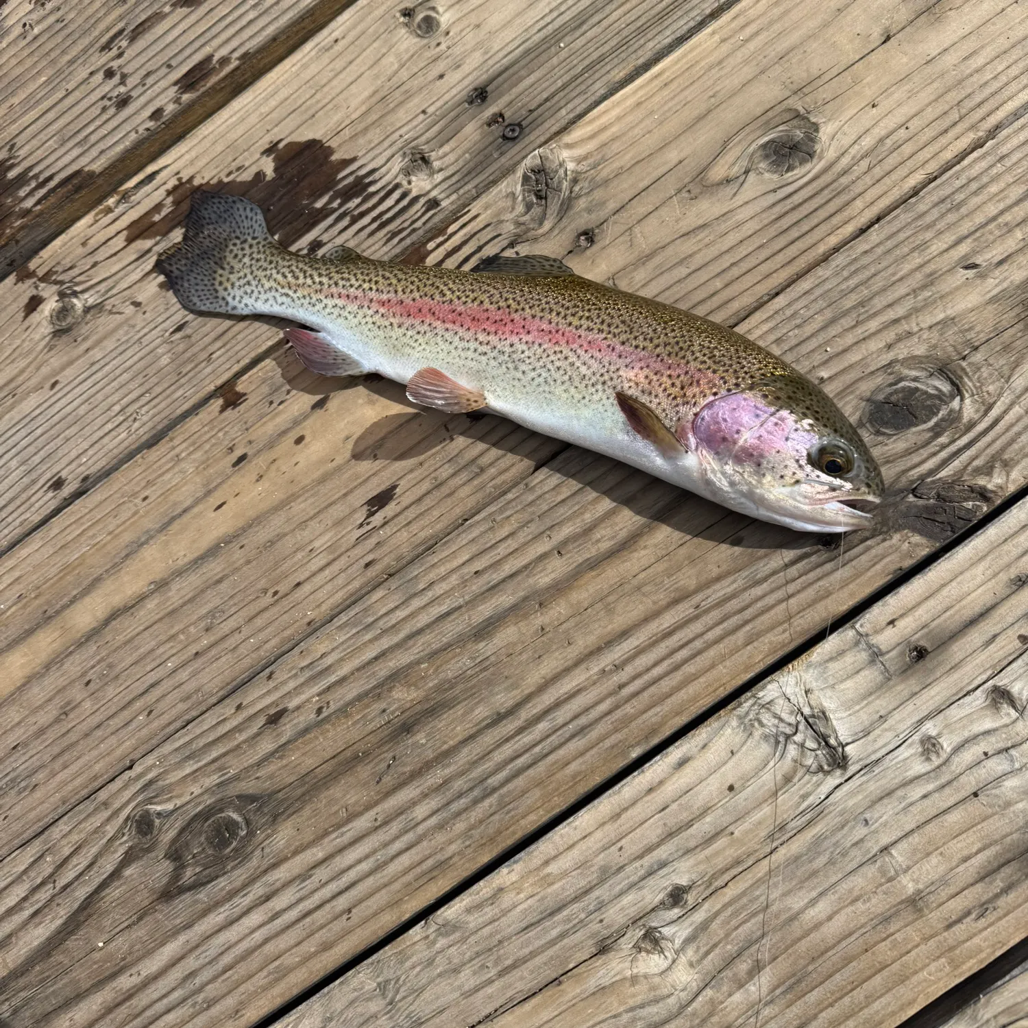 Cutbow caught on Fishbrain