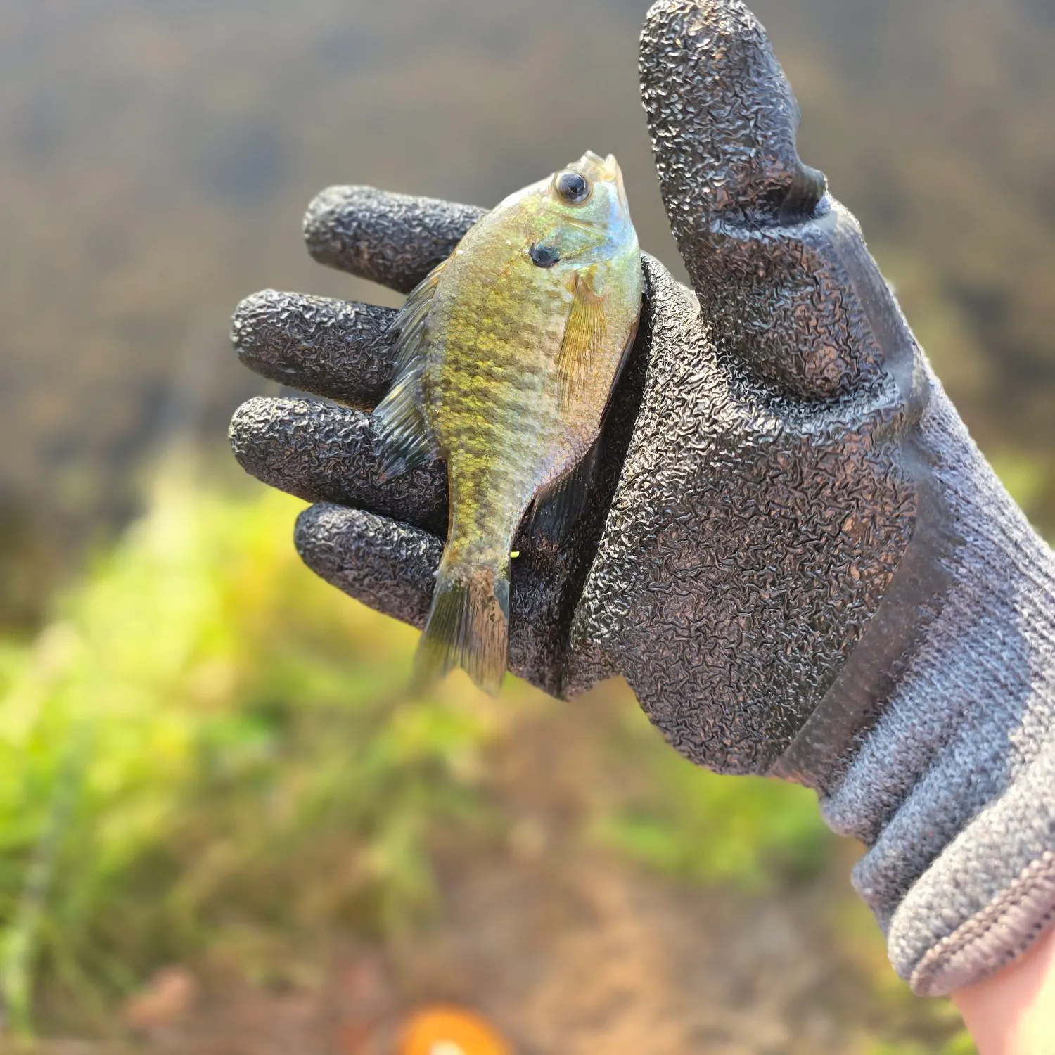 Bluegill caught on Fishbrain