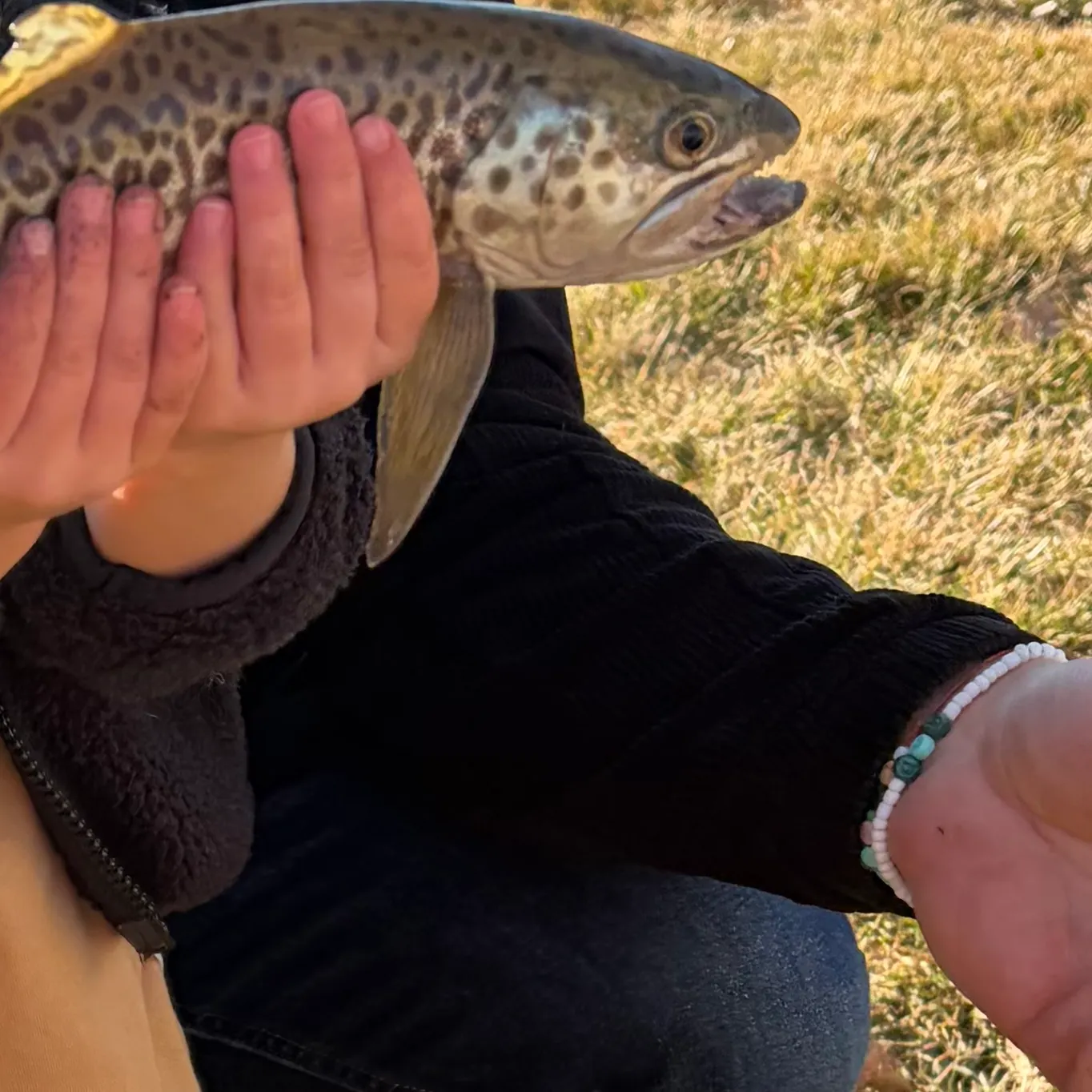 The most recent Tiger trout catches on Fishbrain