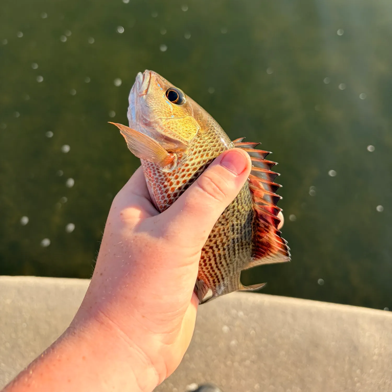 catch