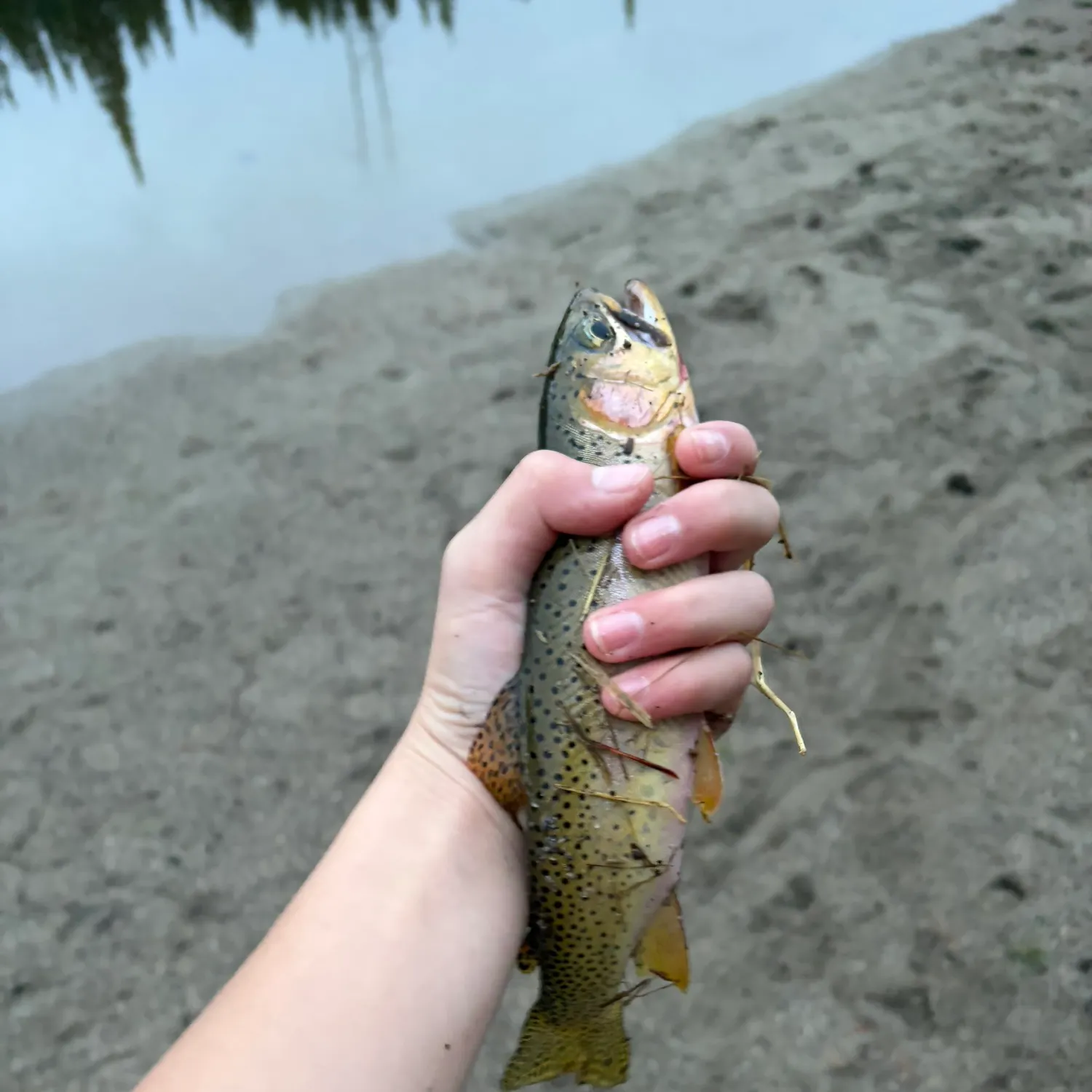 Cutthroat trout caught on Fishbrain