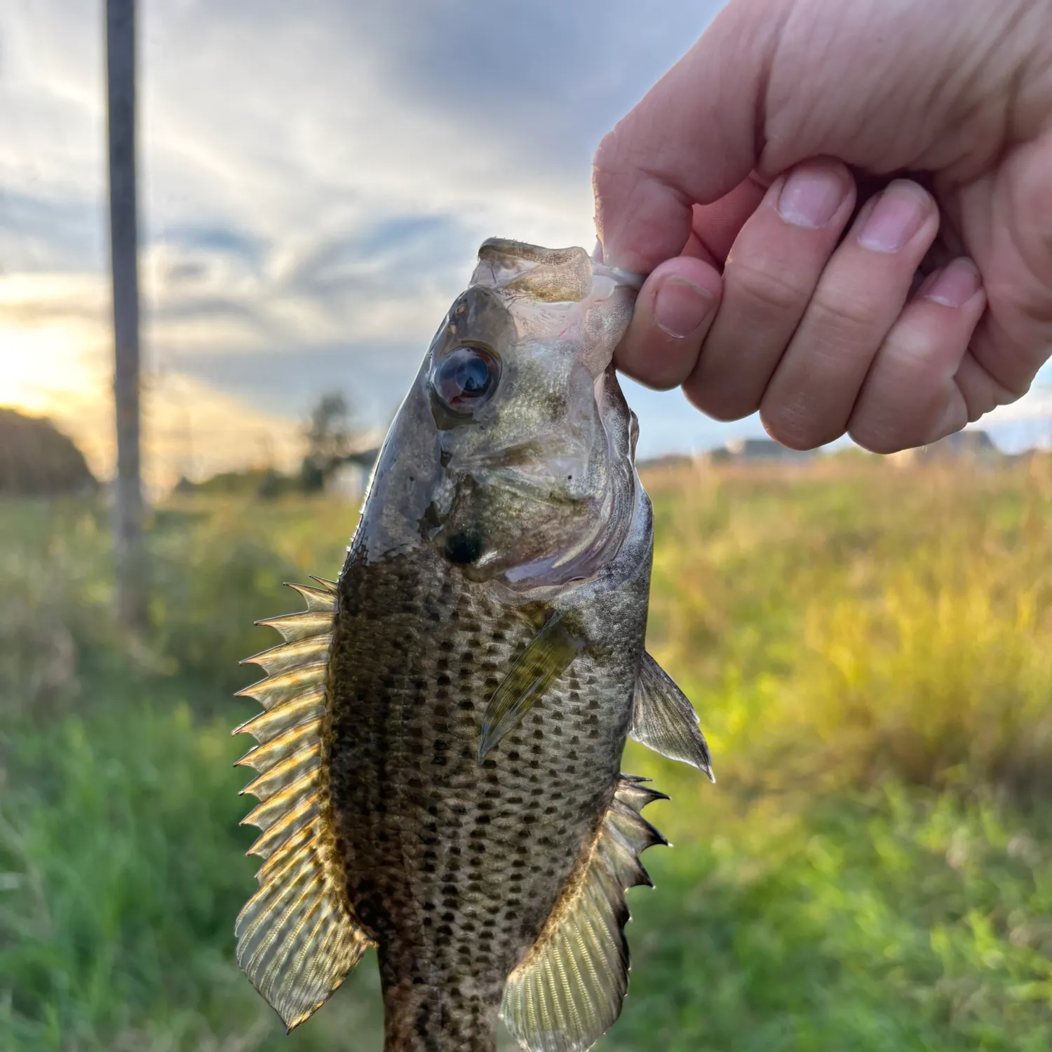 Rock bass caught on Fishbrain