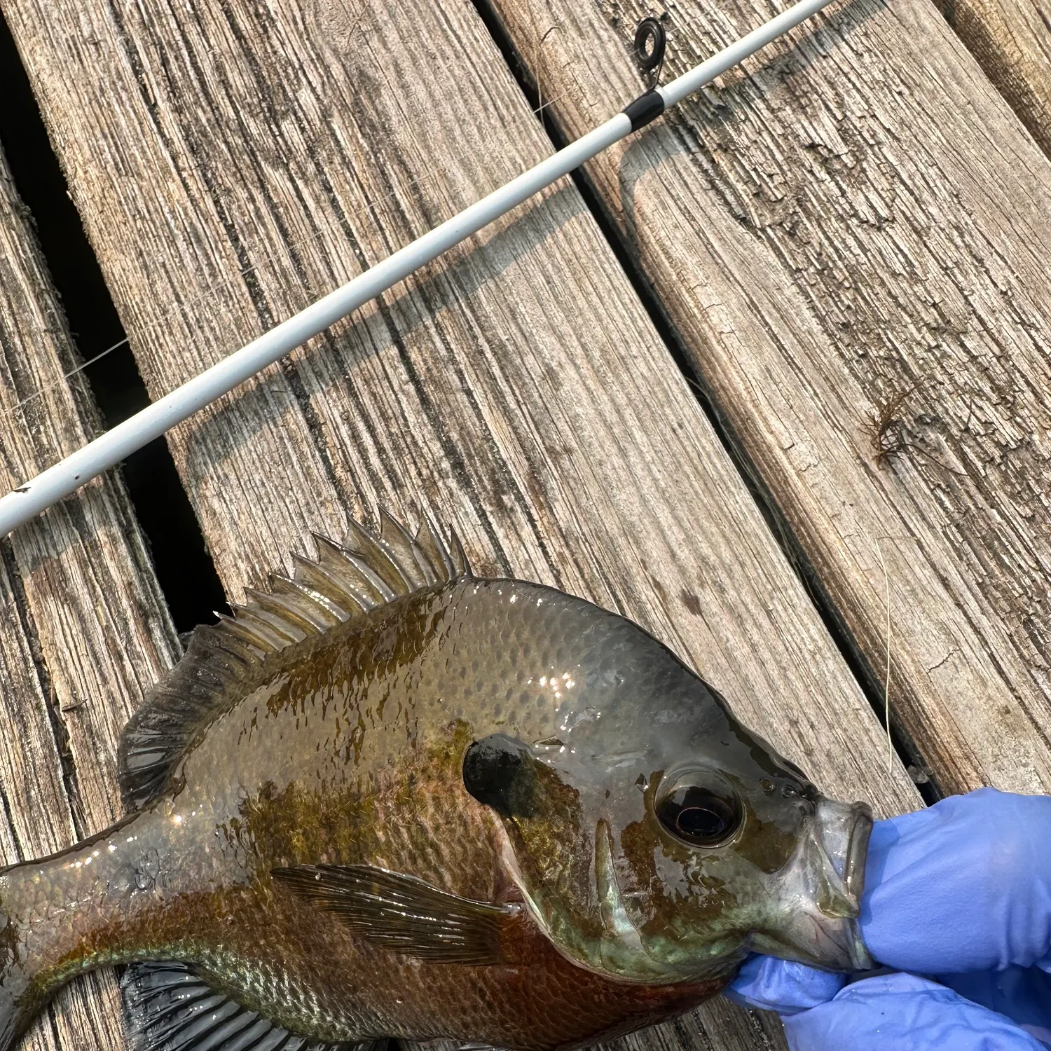 Bluegill caught on Fishbrain