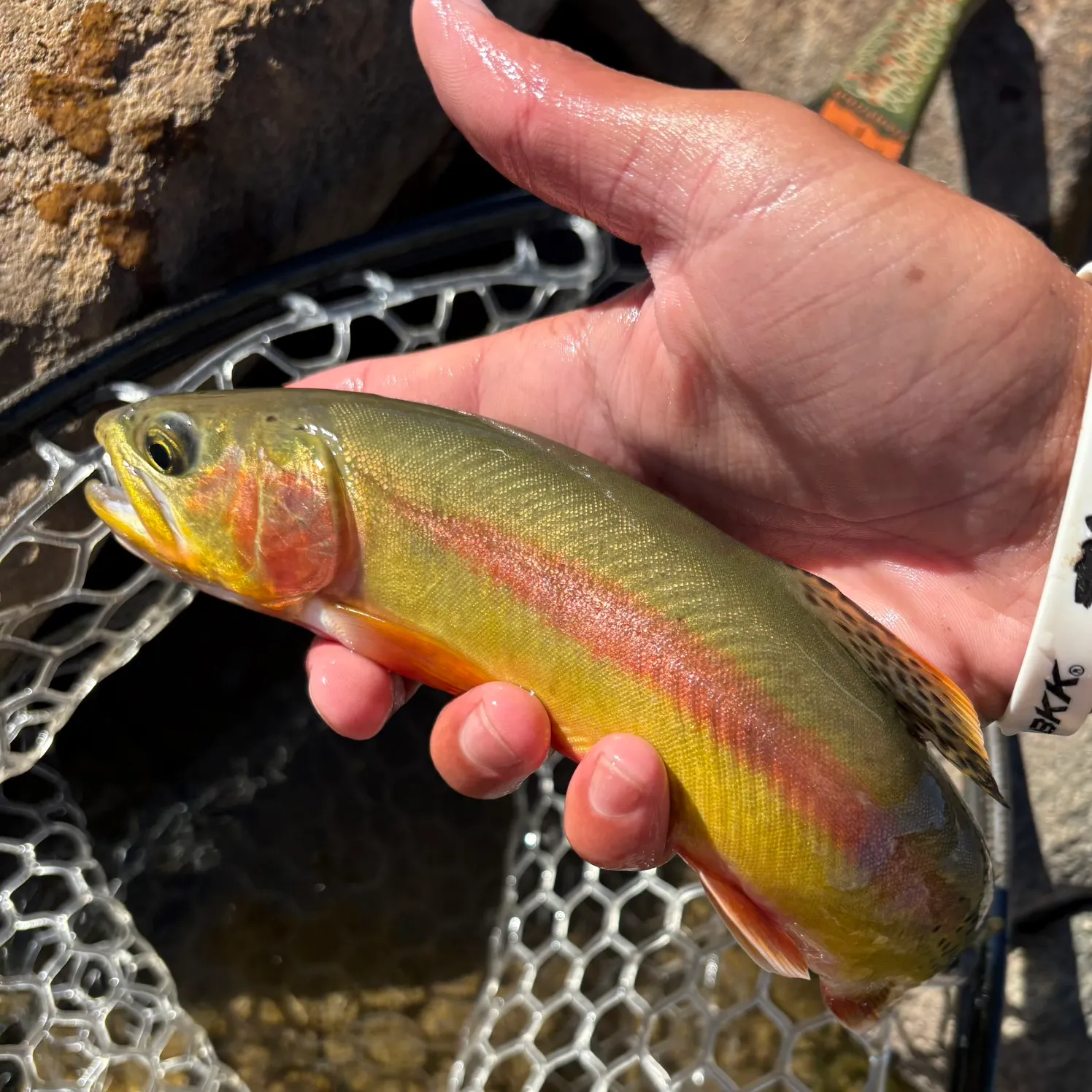 The most recent Golden trout catches on Fishbrain