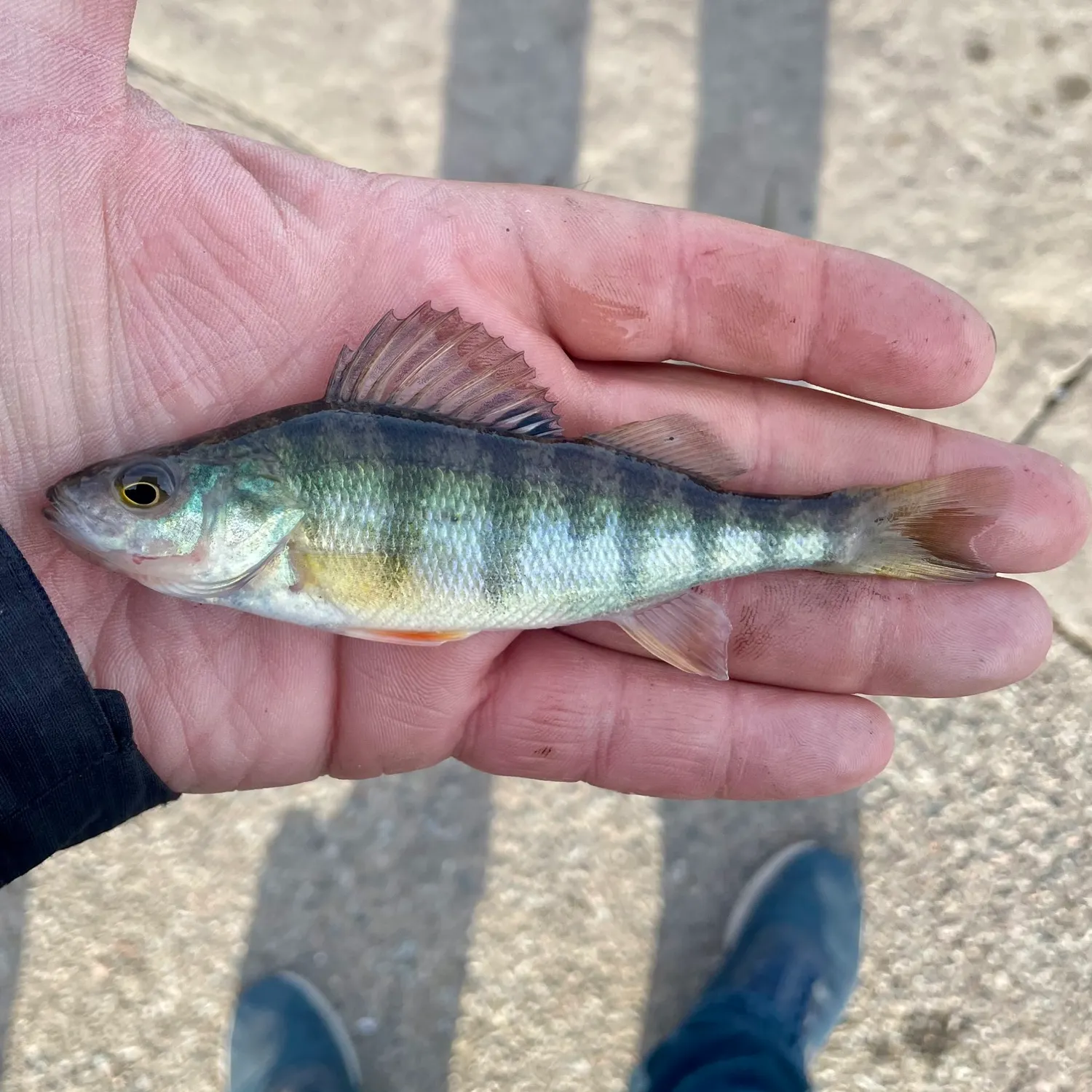 Yellow perch caught on Fishbrain