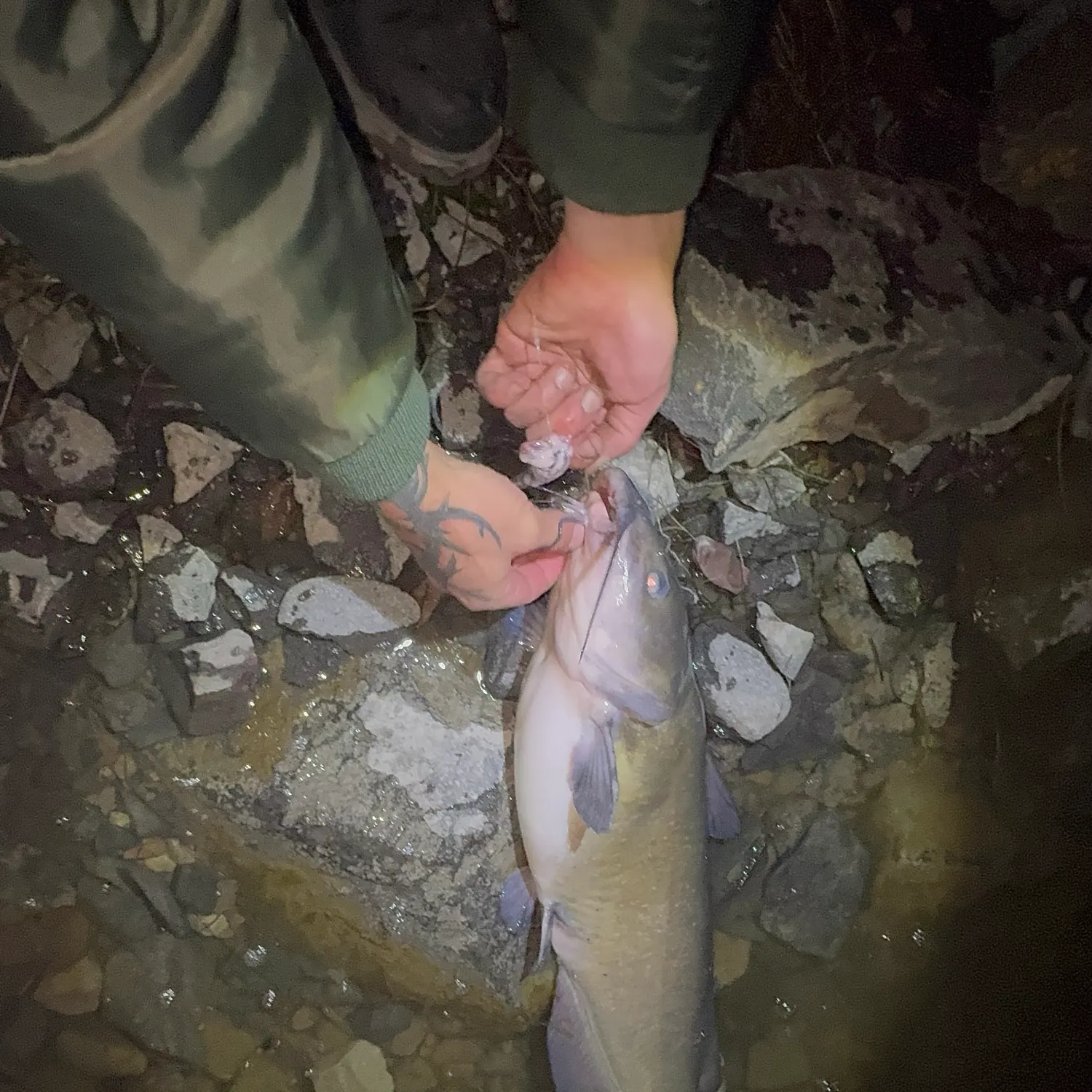 Channel catfish caught on Fishbrain