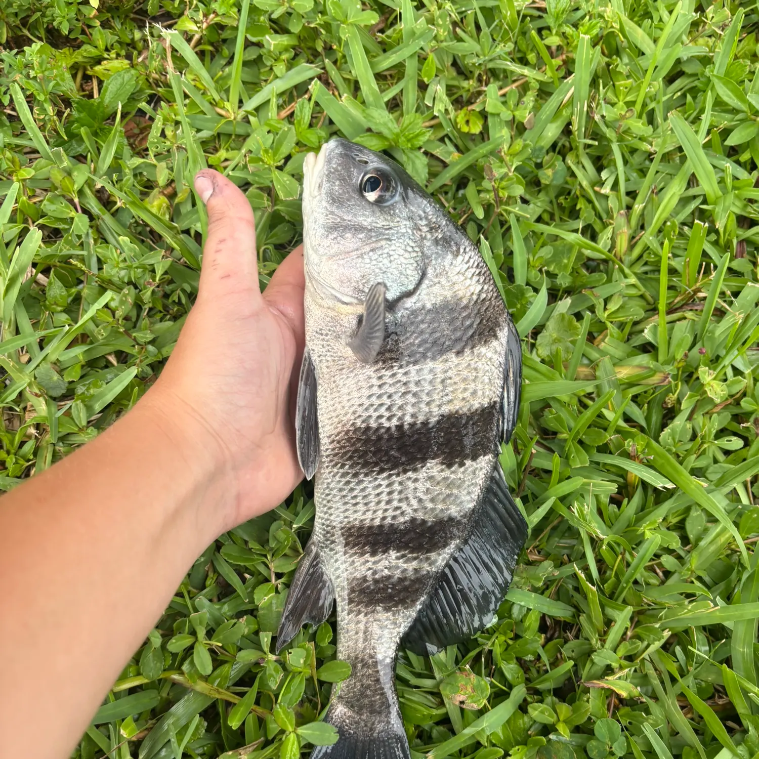 Black drum caught on Fishbrain