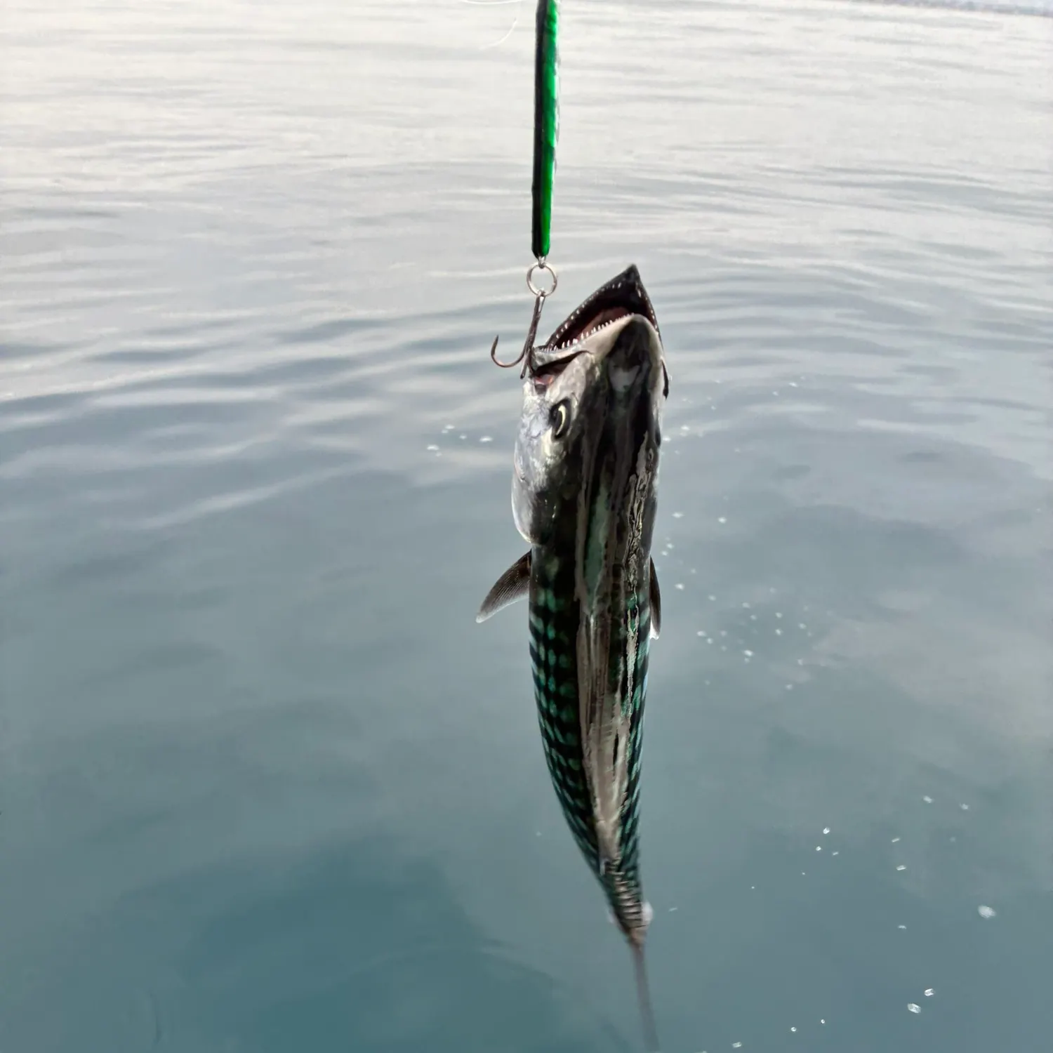 The most recent Pacific bonito catches on Fishbrain