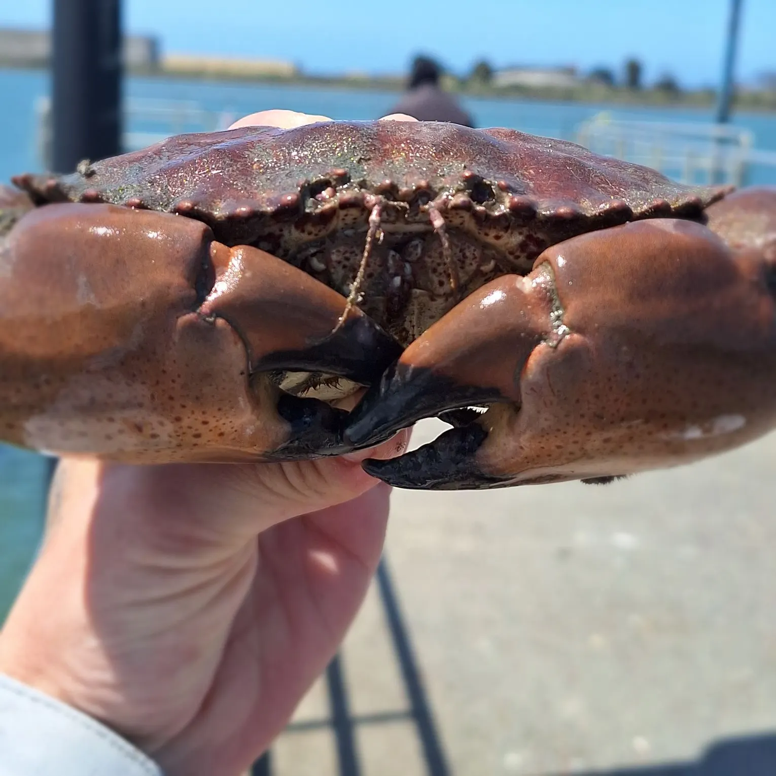 The most recent Red rock crab catches on Fishbrain