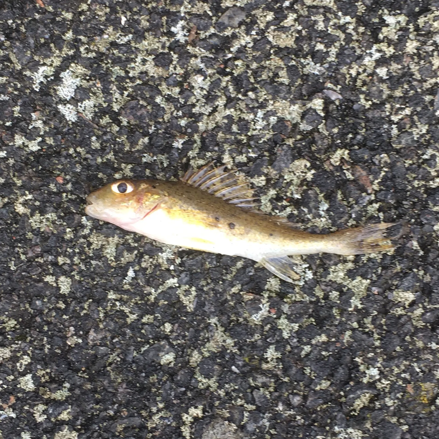 The most recent Eurasian ruffe catches on Fishbrain