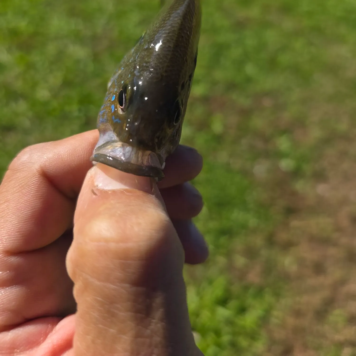 Green sunfish caught on Fishbrain