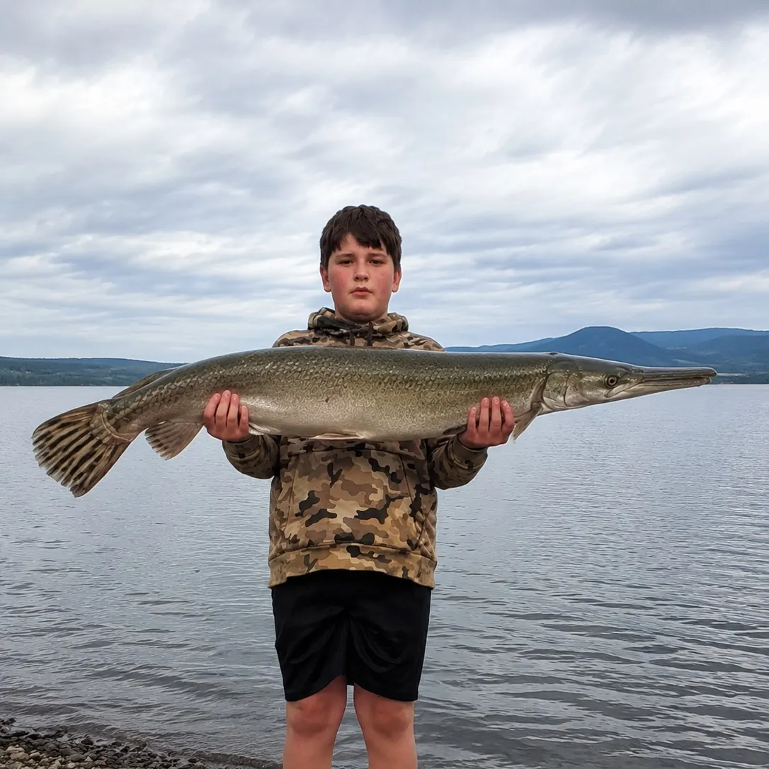 The most recent Longnose gar catches on Fishbrain