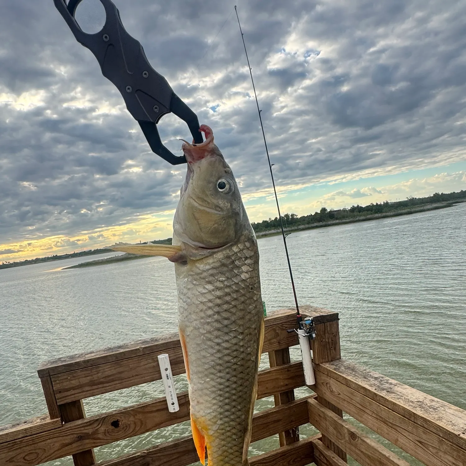Common carp caught on Fishbrain