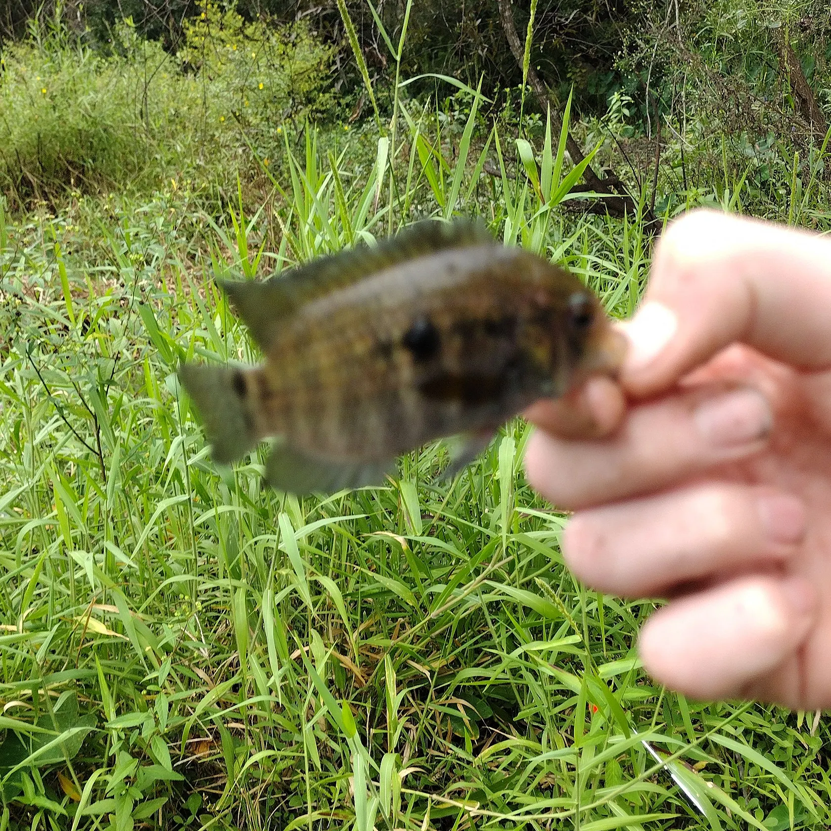 The most recent Black acara catches on Fishbrain