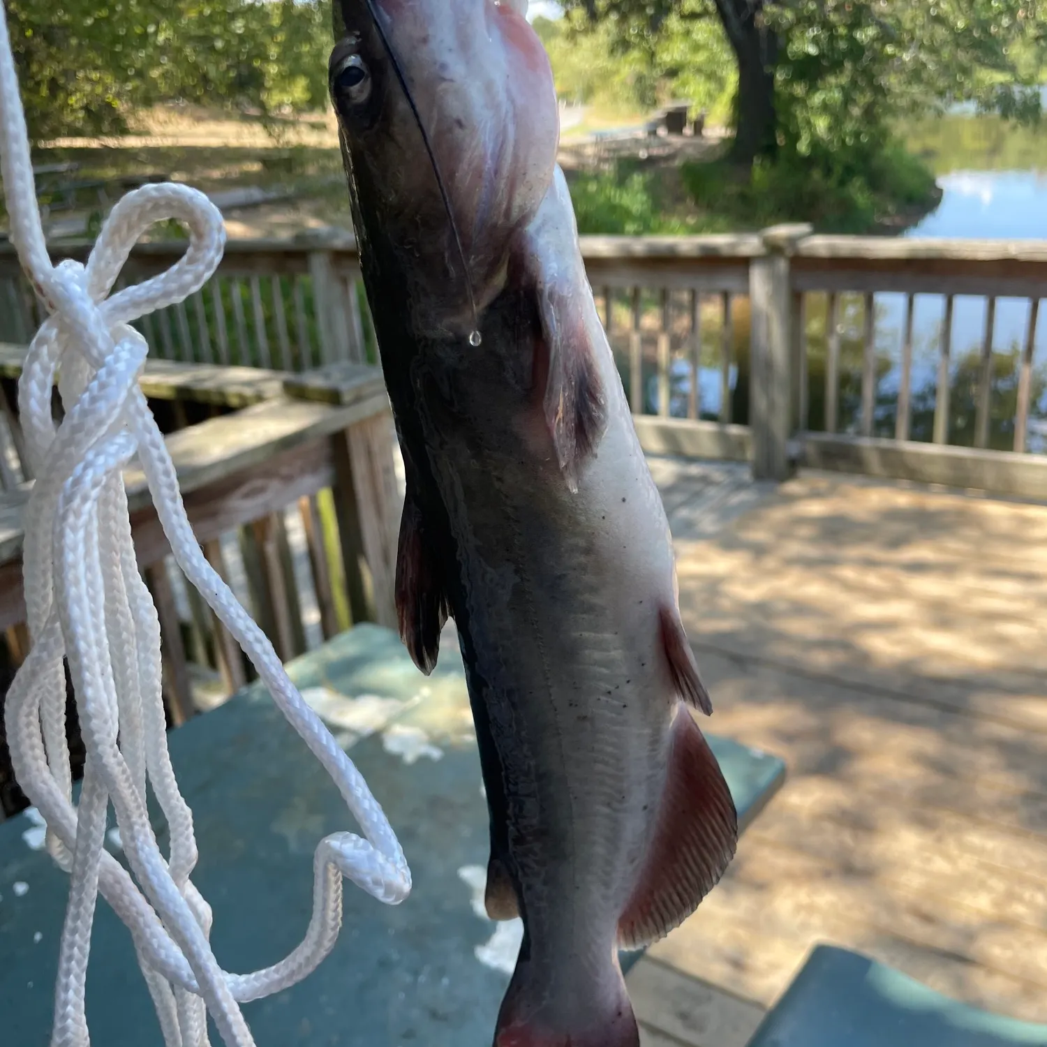 Blue catfish caught on Fishbrain