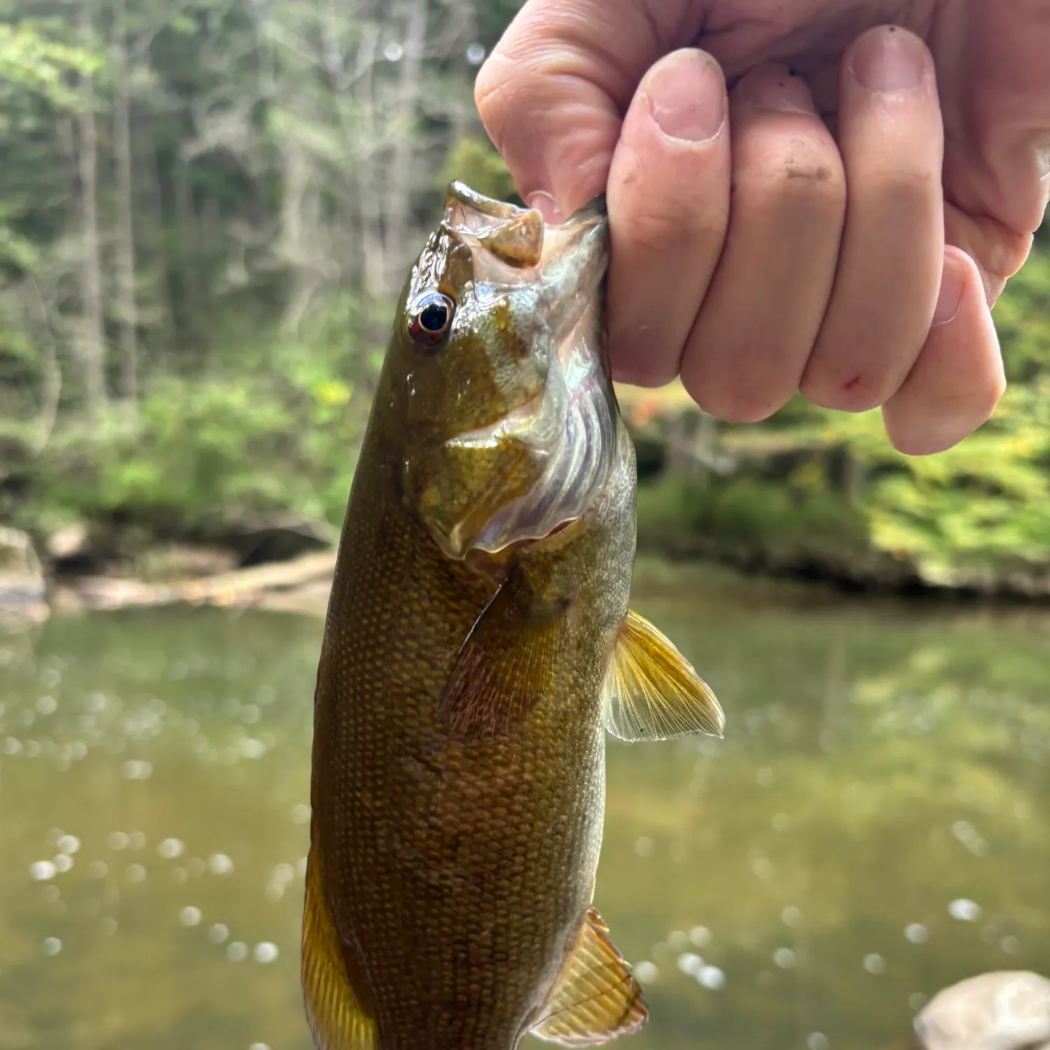 Smallmouth bass caught on Fishbrain