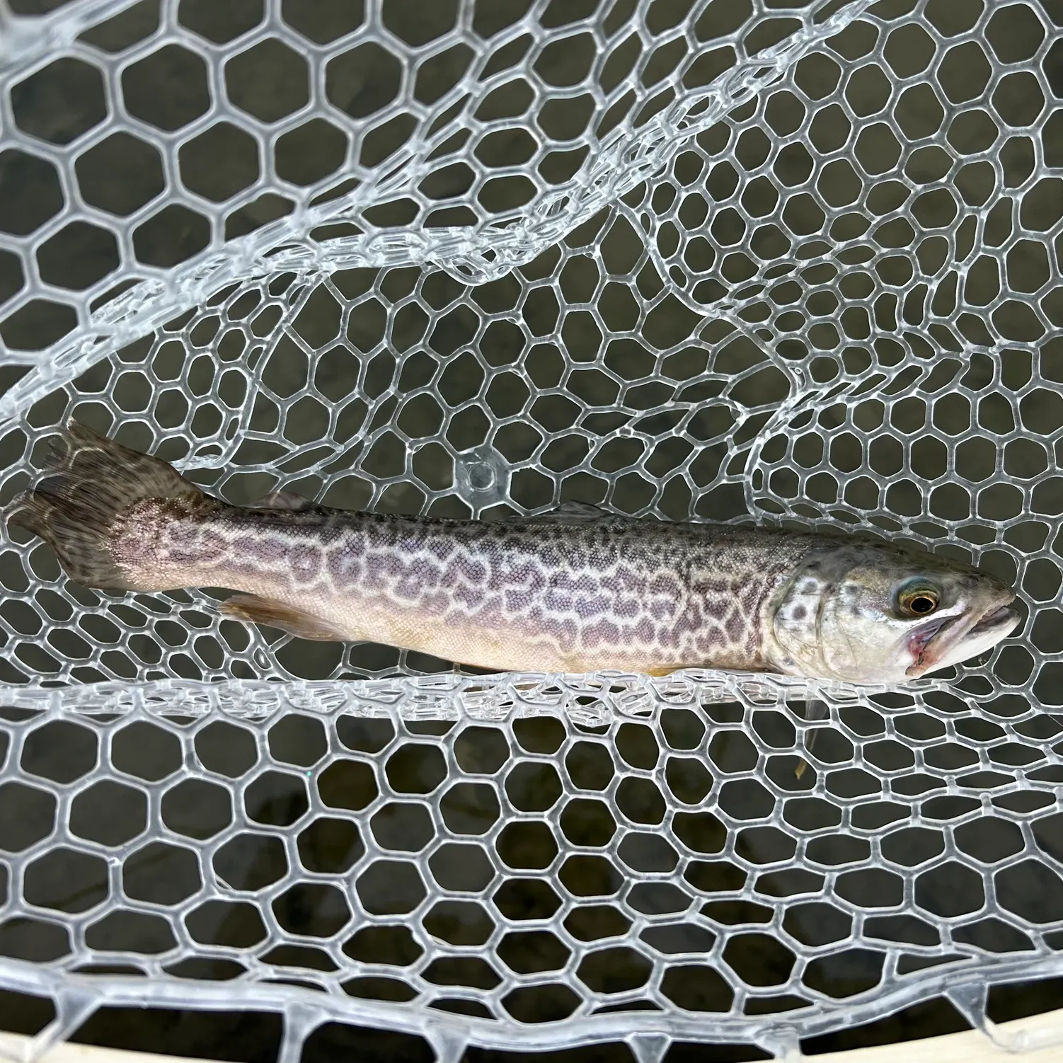 The most recent Tiger trout catches on Fishbrain