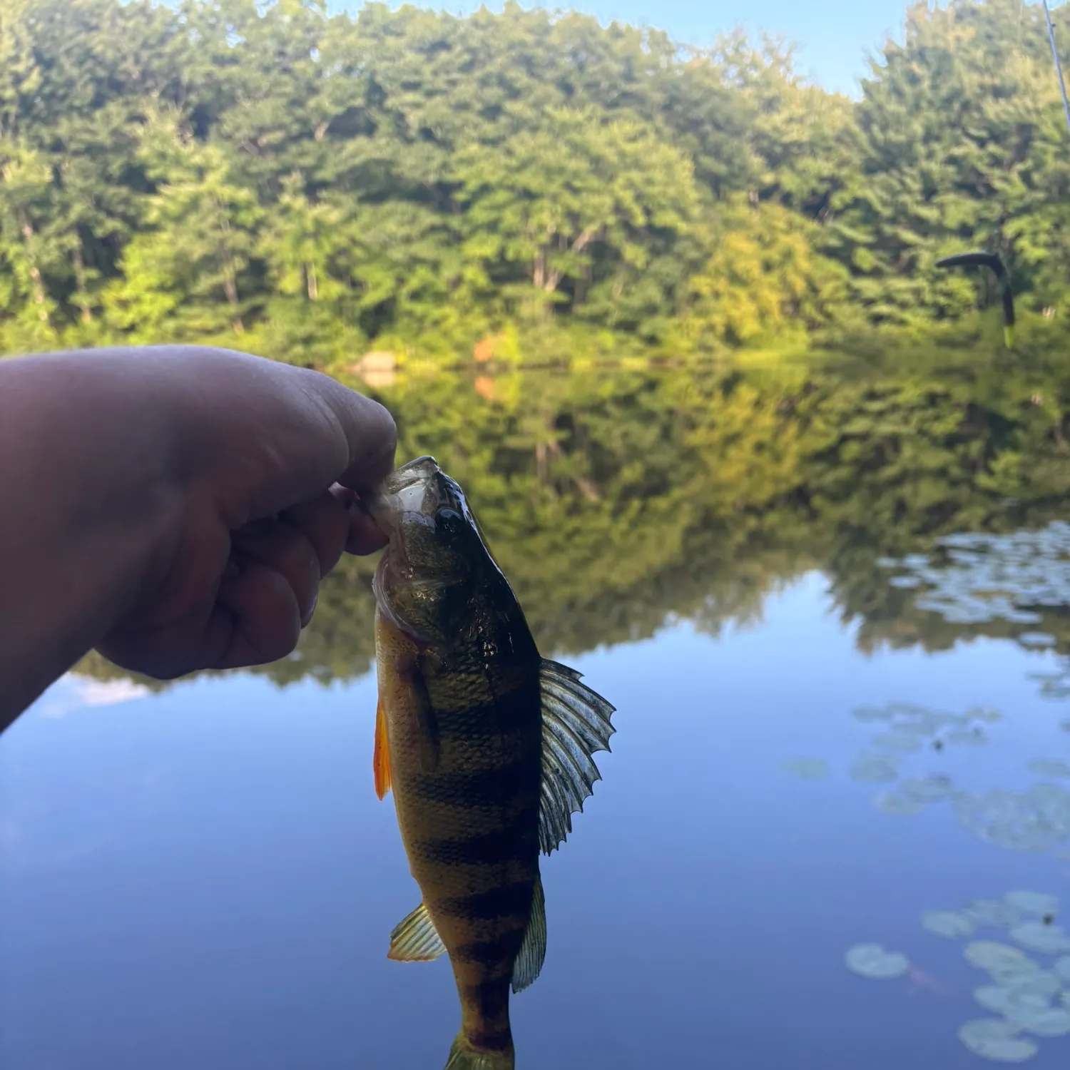 Yellow perch caught on Fishbrain
