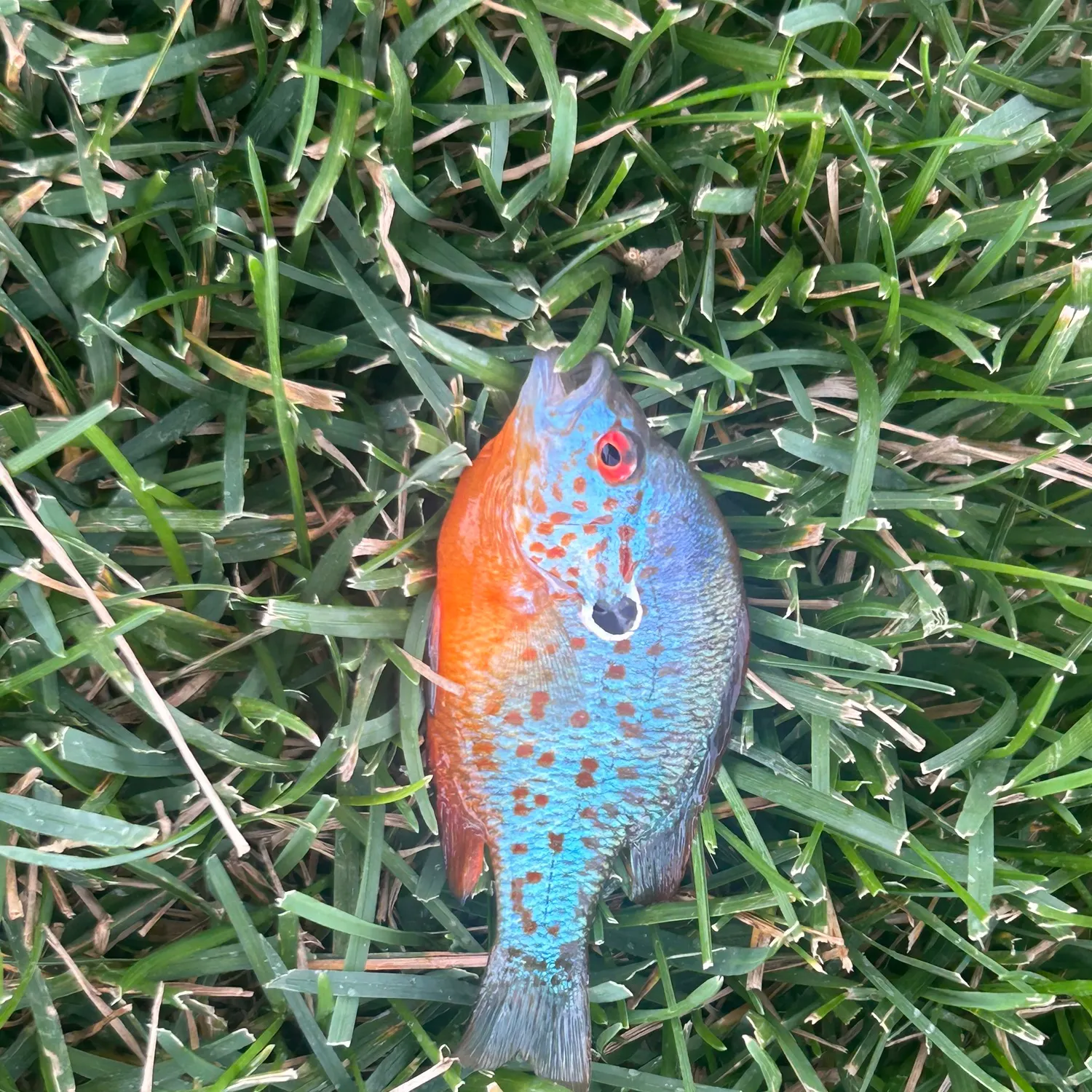 The most recent Orangespotted sunfish catches on Fishbrain