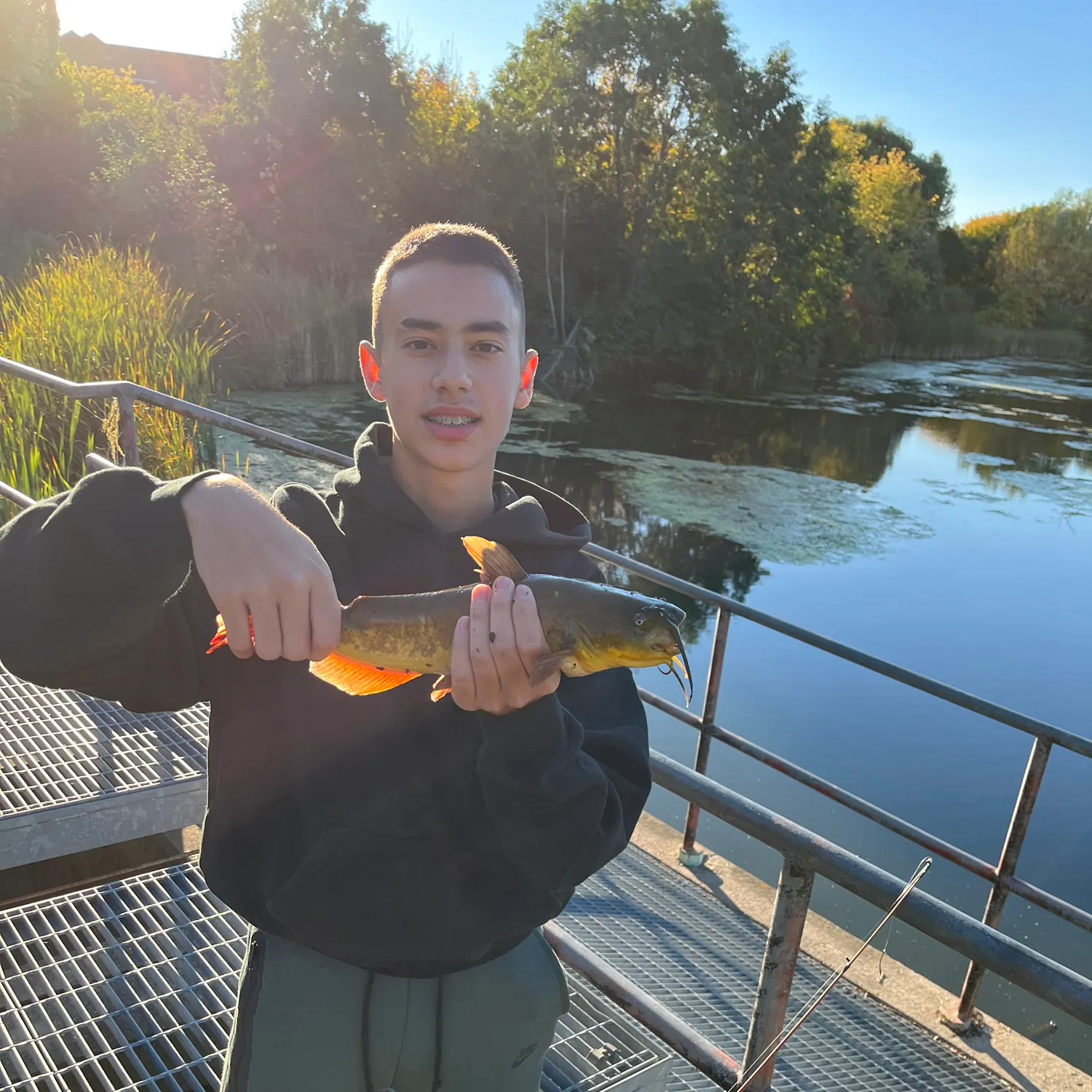 Yellow bullhead caught on Fishbrain