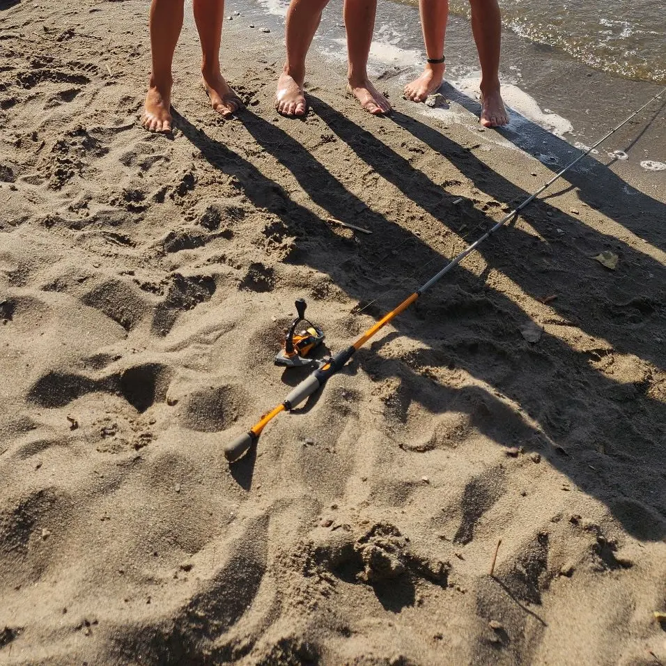 Common carp caught on Fishbrain