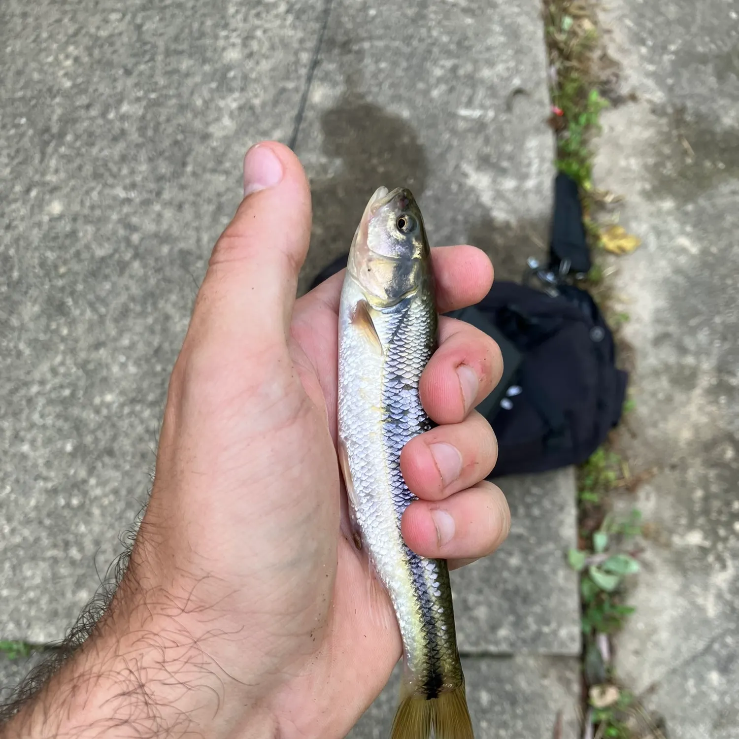 Creek chub caught on Fishbrain