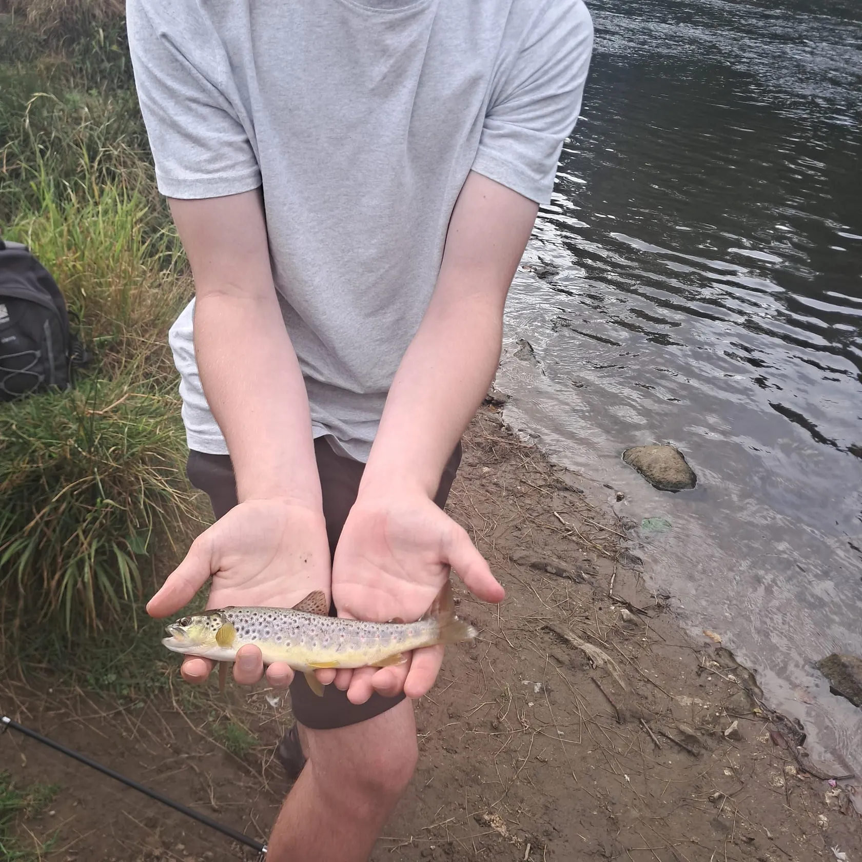 Brown trout caught on Fishbrain