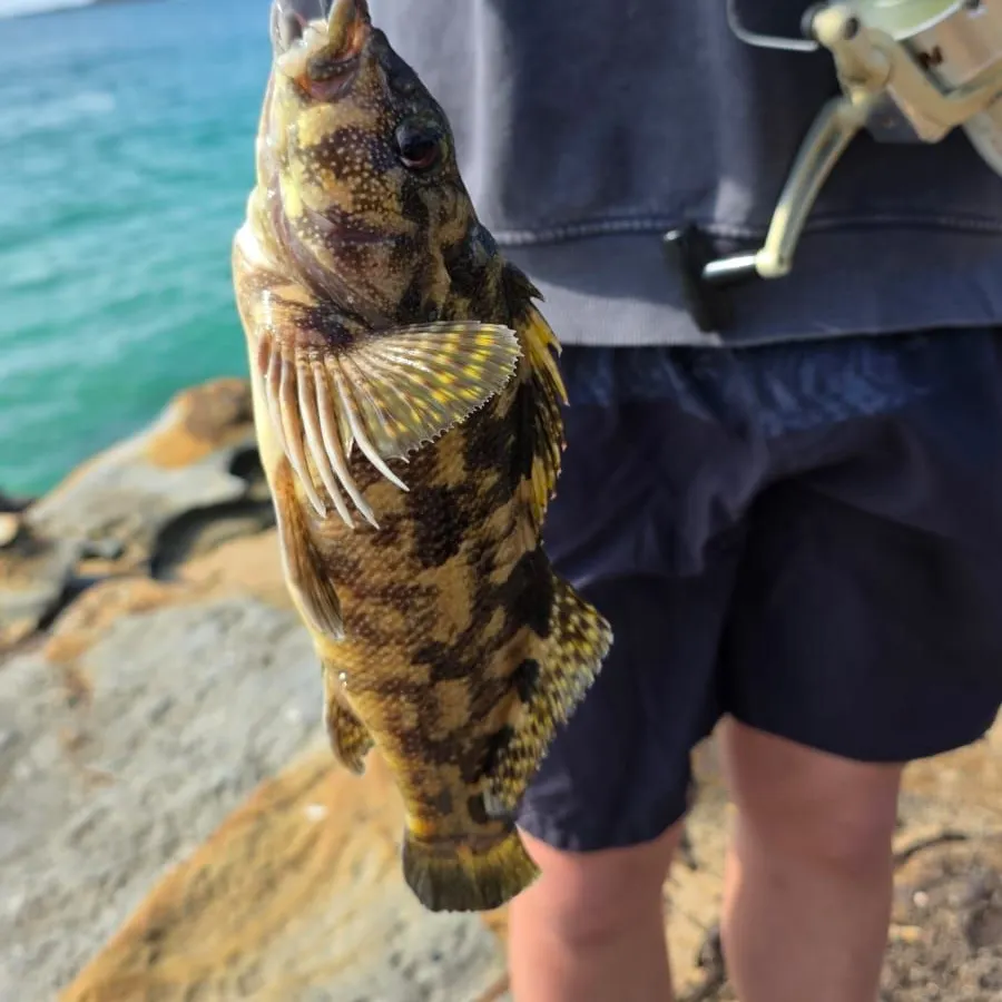 The most recent Eastern kelpfish catches on Fishbrain