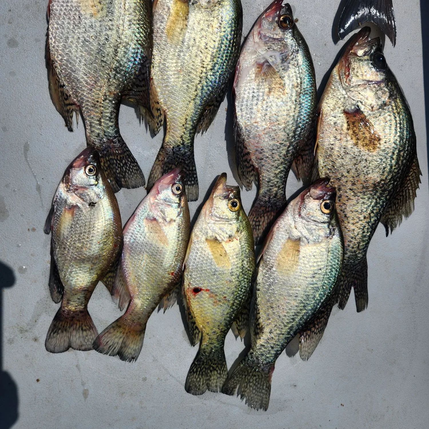 recently logged catches