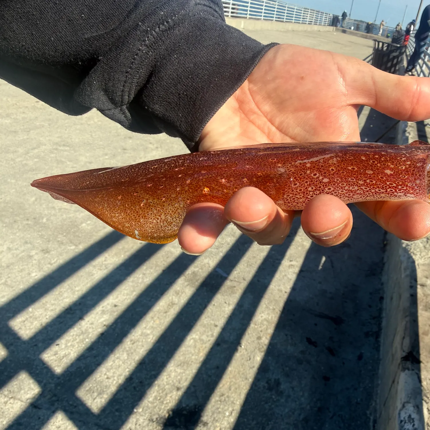 The most recent Longfin inshore squid catches on Fishbrain