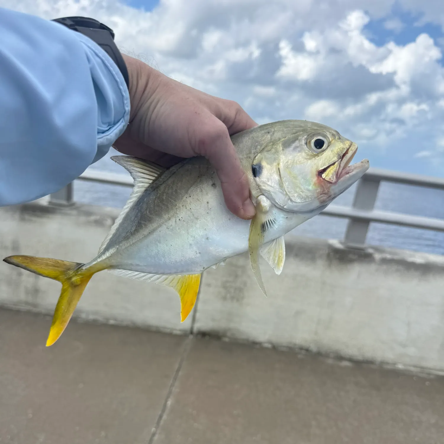 Crevalle jack caught on Fishbrain