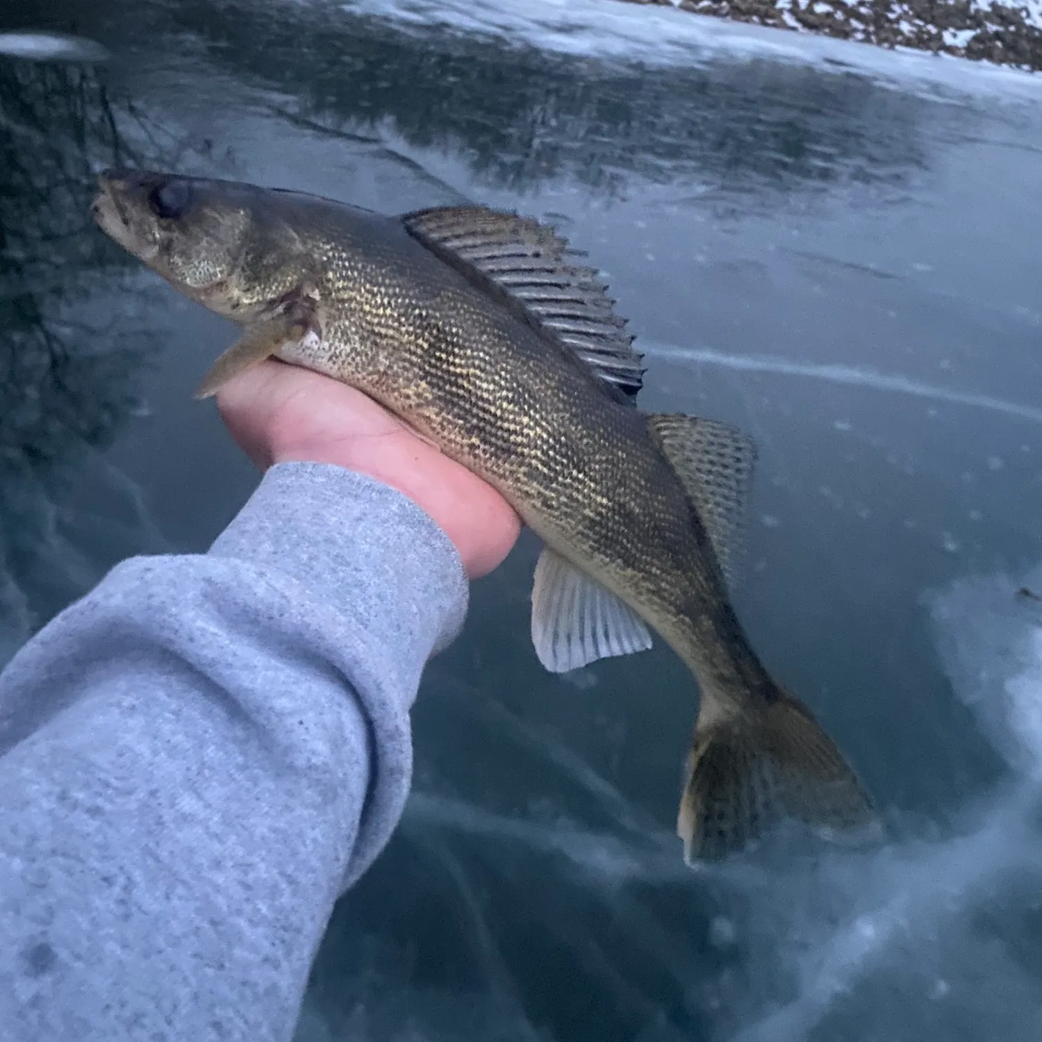 The most recent Saugeye catches on Fishbrain