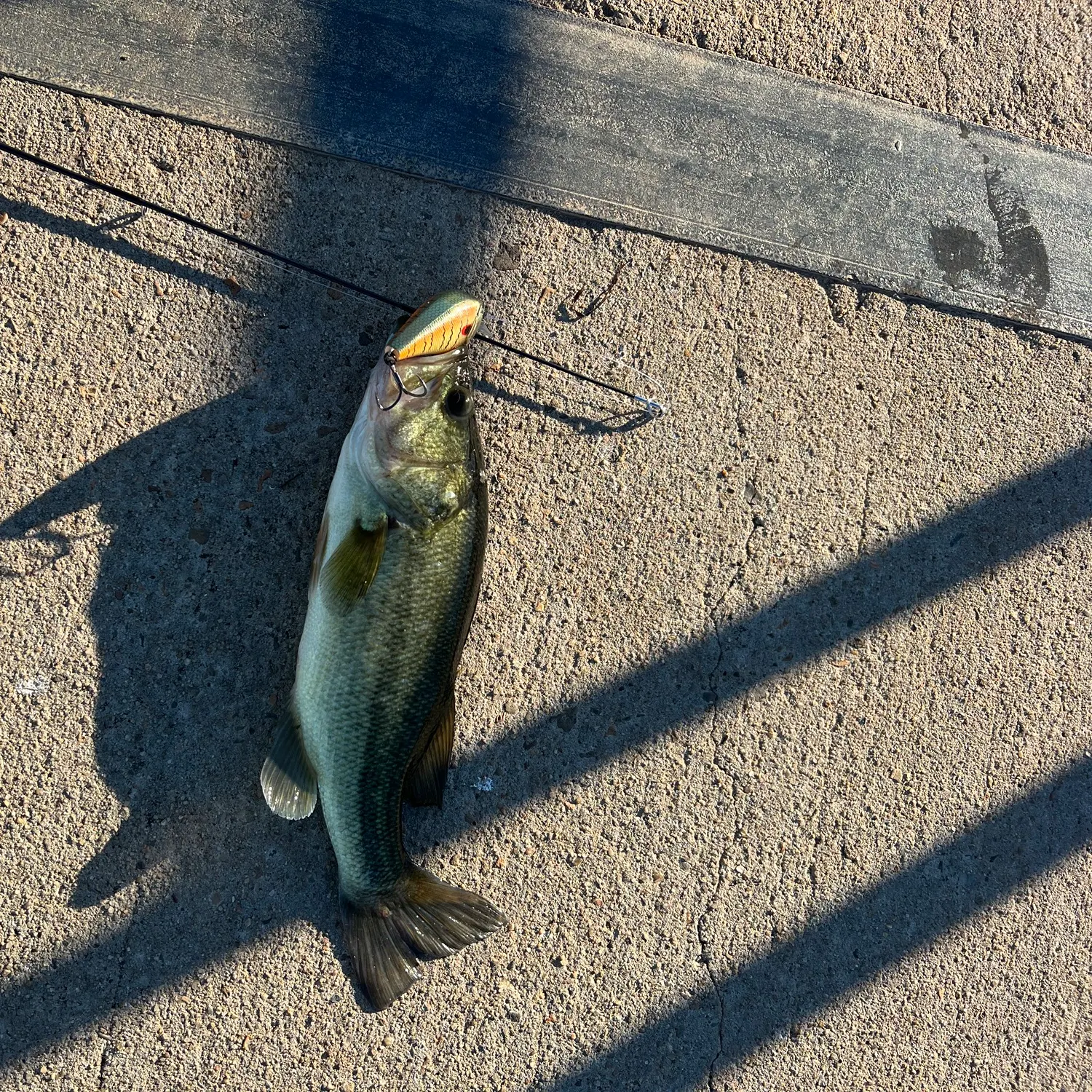 Largemouth bass caught on Fishbrain