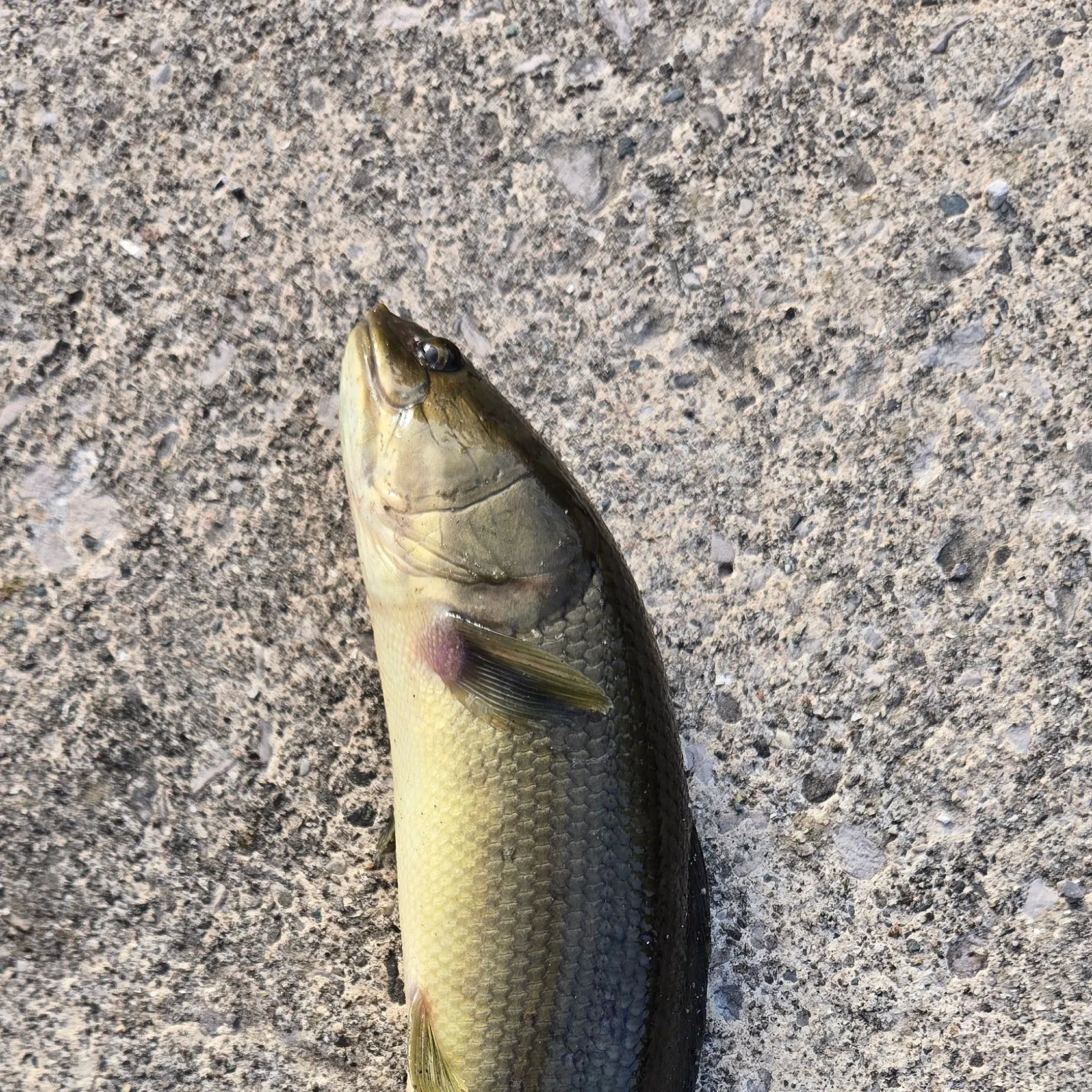 The most recent Ruddy bowfin catches on Fishbrain