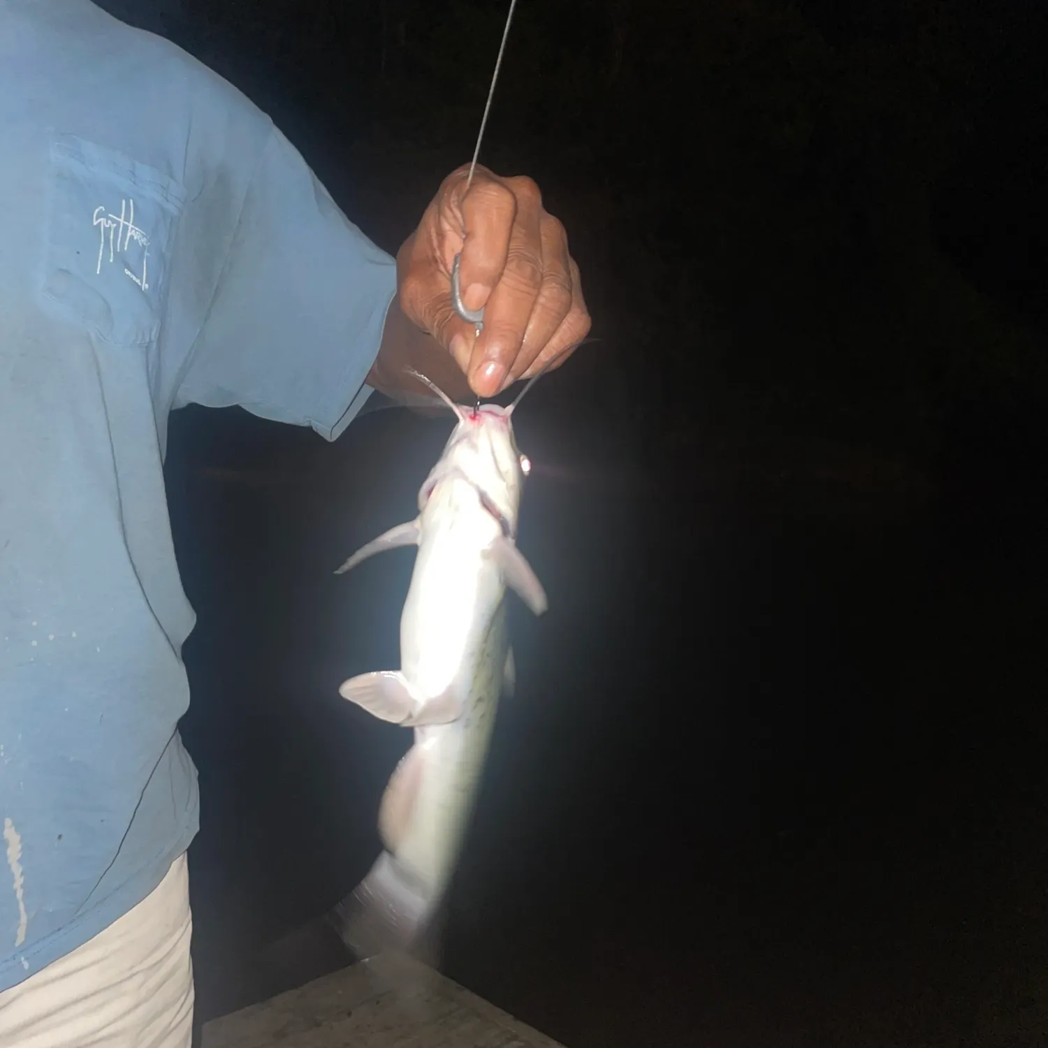 Channel catfish caught on Fishbrain