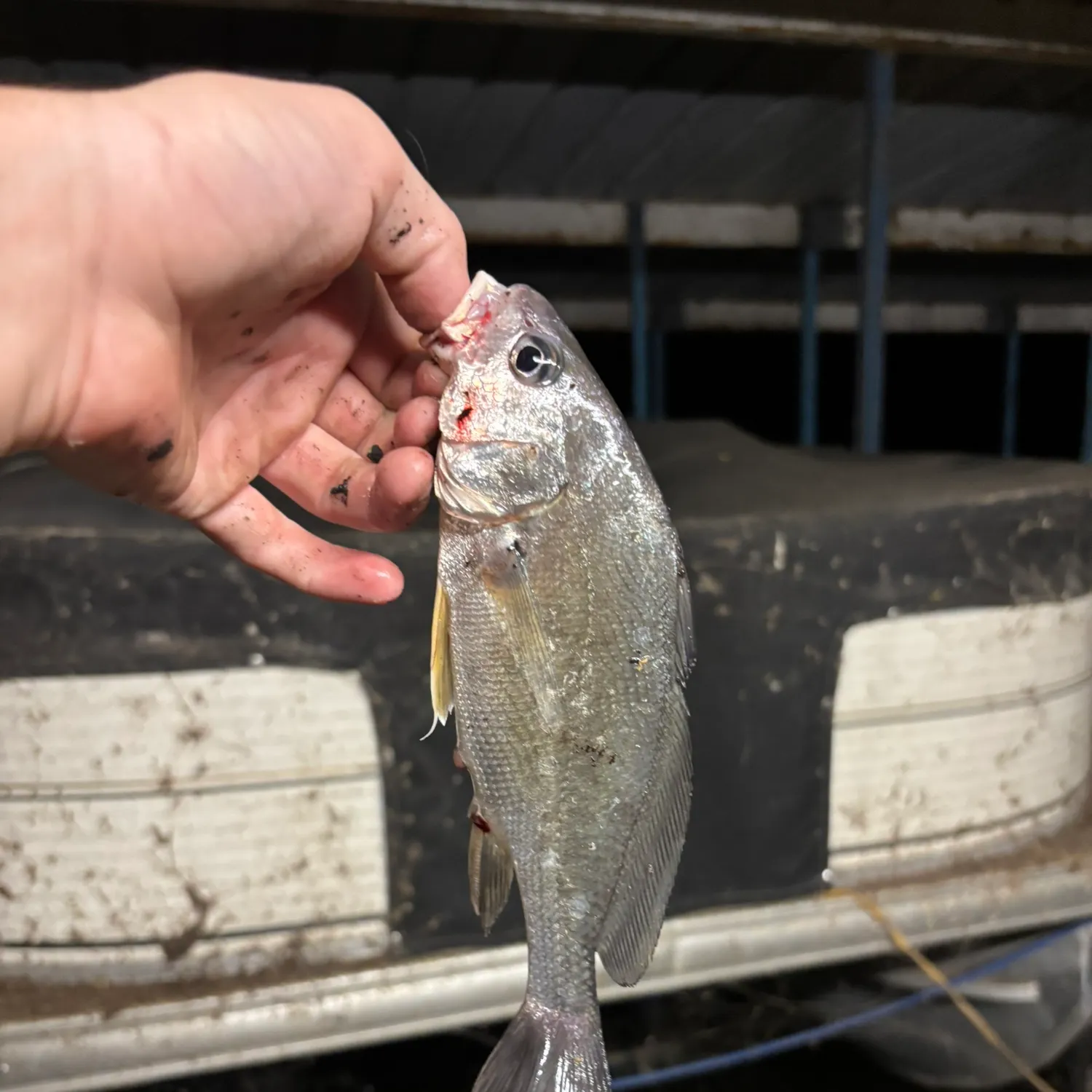 Freshwater drum caught on Fishbrain