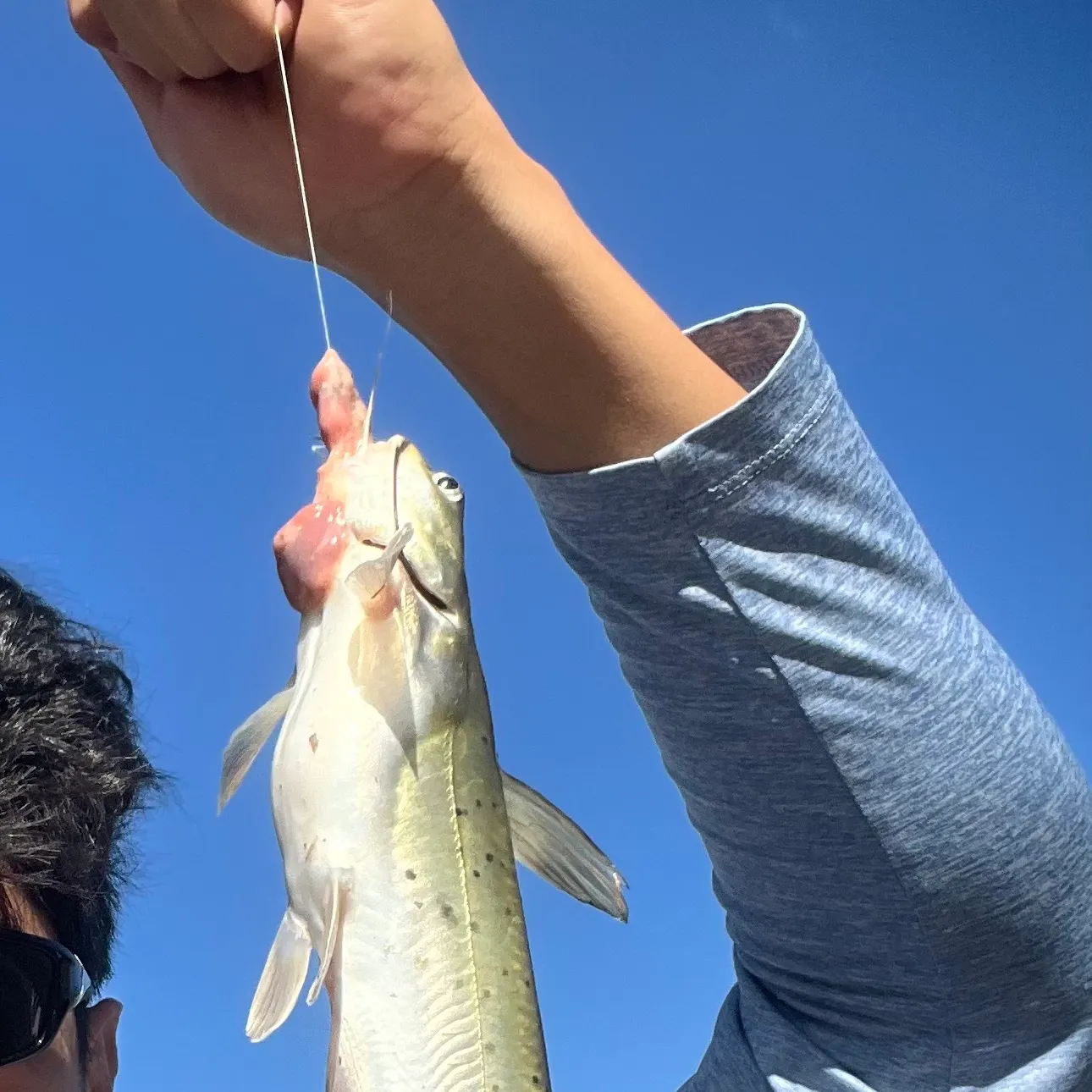 The most recent Channel catfish catches on Fishbrain